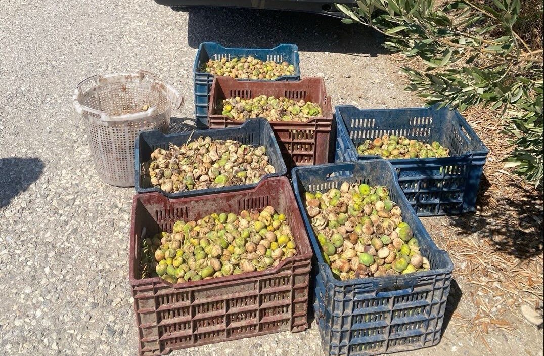 İncir Bahçesinde 2 Erkek 2 Kadın Basıldı