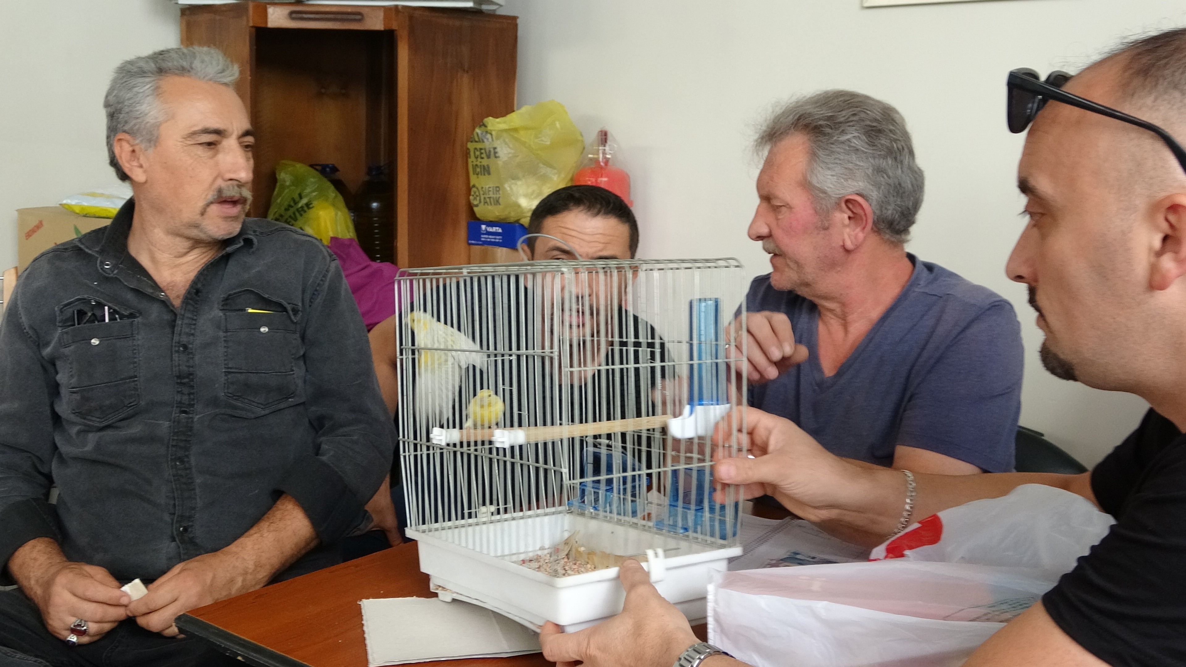 Kanaryalar Satışa Çıktı (4)