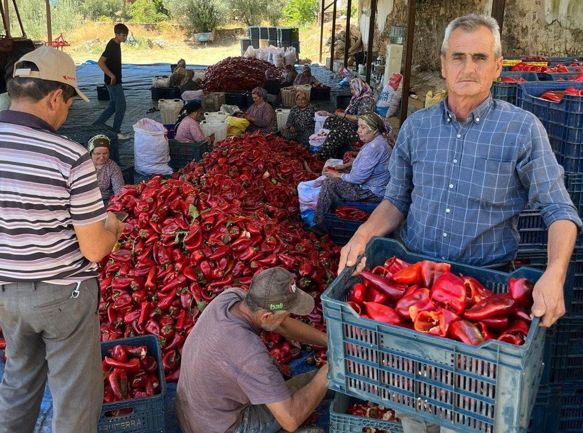Kapya Biberler Kızardı (2)
