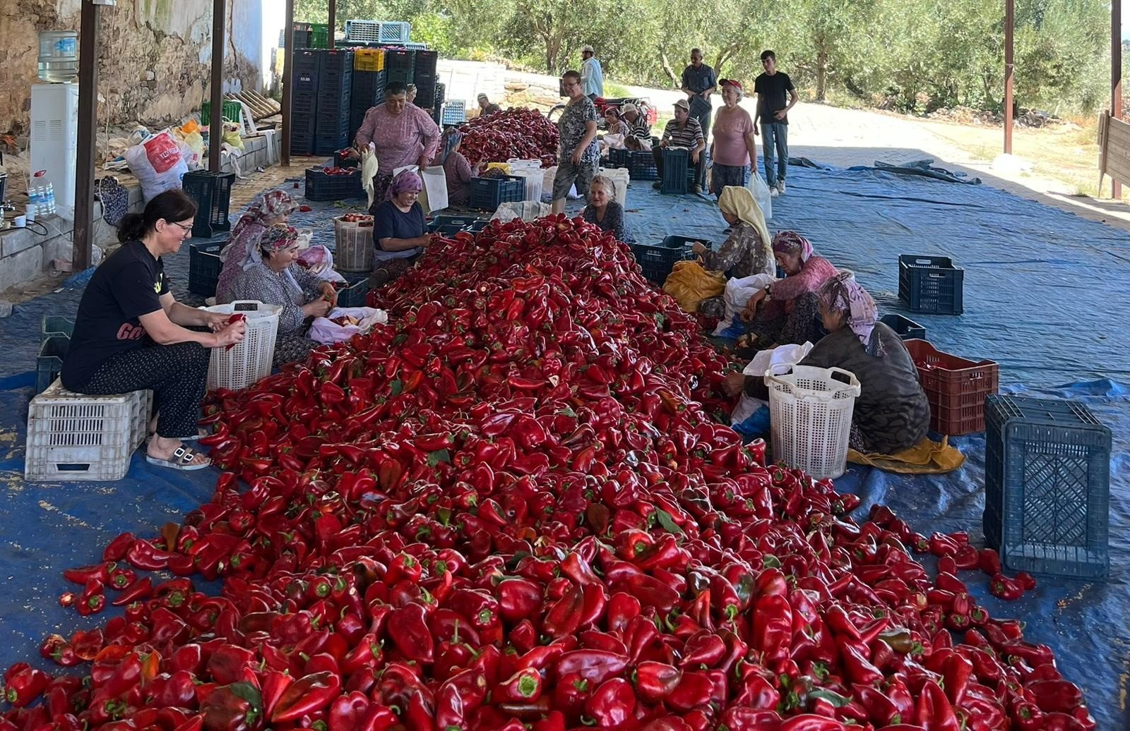 Kapya Biberler Kızardı (3)