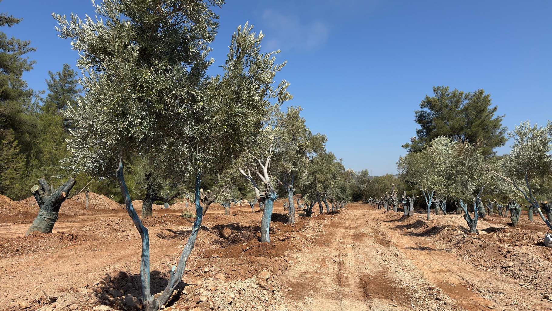 Köylülerden Taşınan Zeytinlere Ziyaret