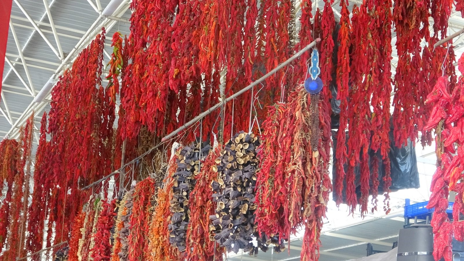 Kurutmalıklar Yola Çıkıyor (4)