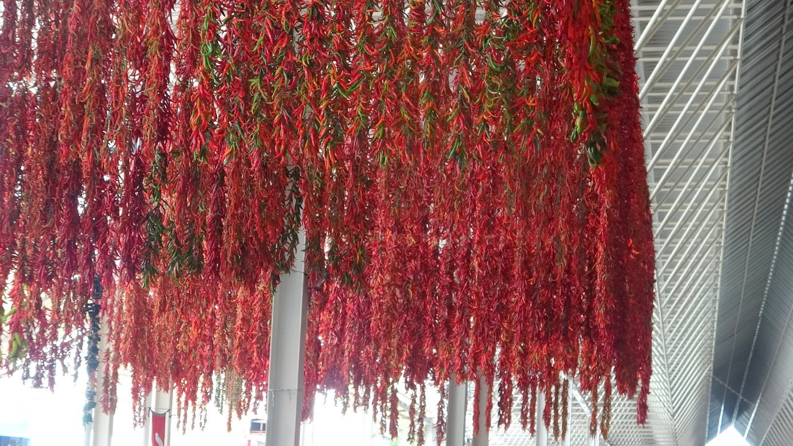 Kurutmalıklar Yola Çıkıyor (6)