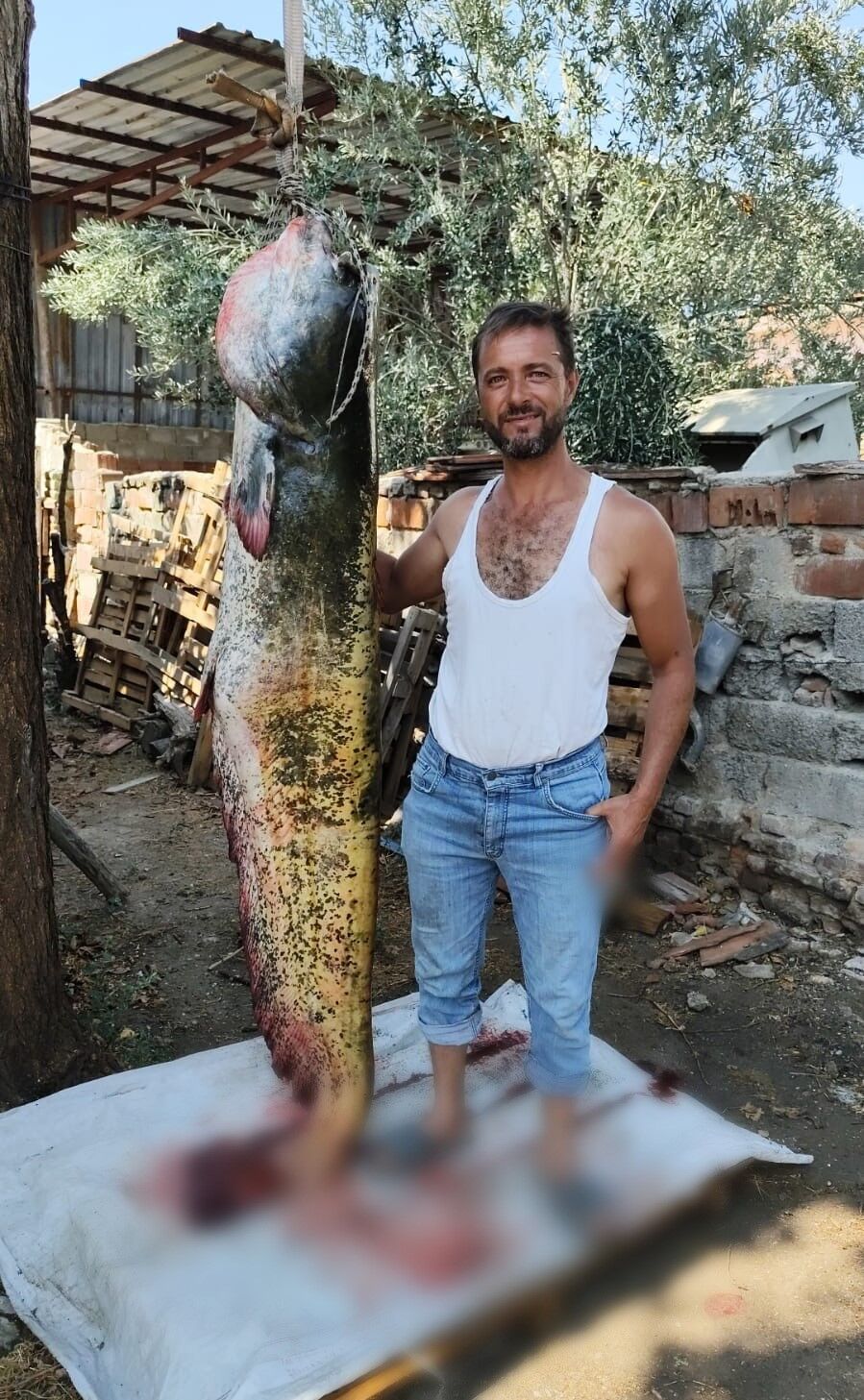 Oltayla 2 Metrelik Yayın Balığı Yakaladı