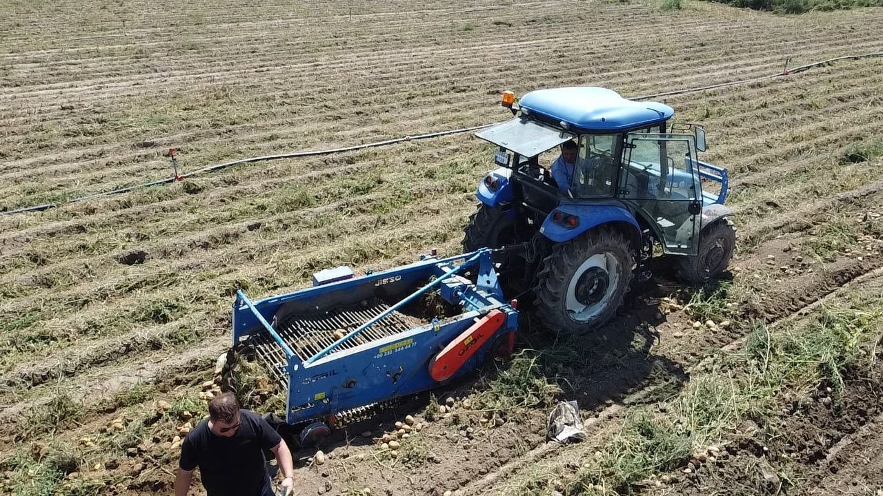 Patatesten Iyi Haber Geldi (2)