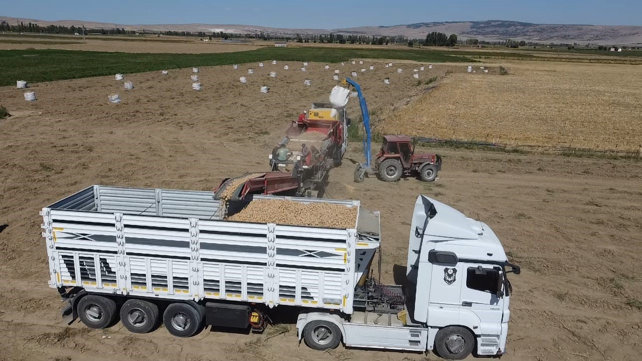 Patatesten Iyi Haber Geldi (3)