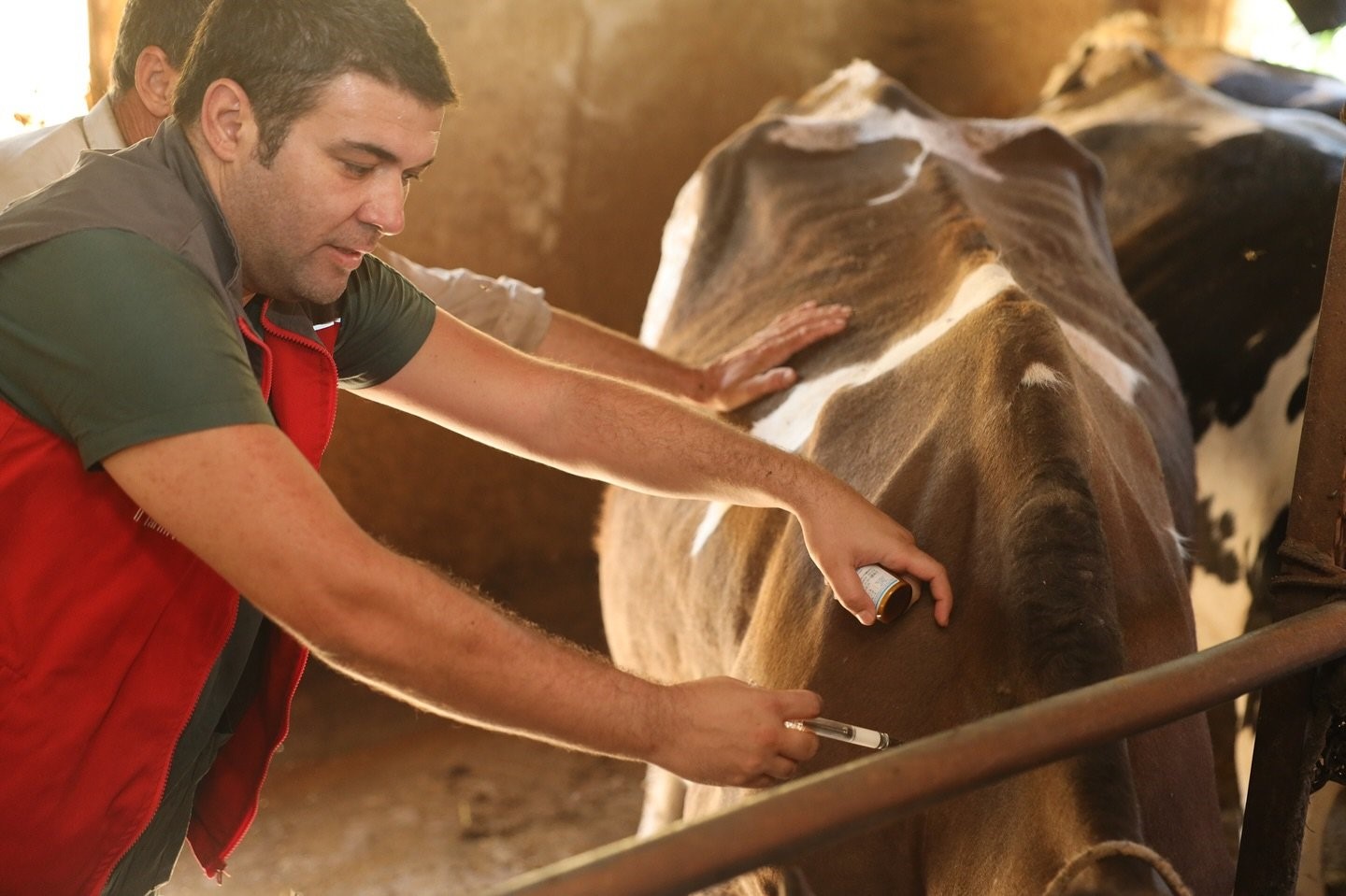 Şap Hastalığı Alarmı.. Ekipler Harekete Geçti (2)