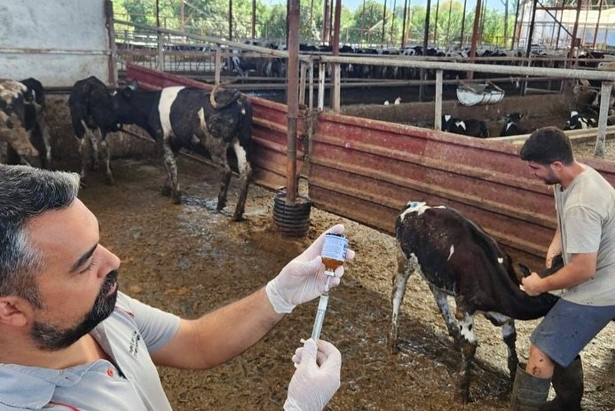 Şap Hastalığı Alarmı.. Ekipler Harekete Geçti (6)