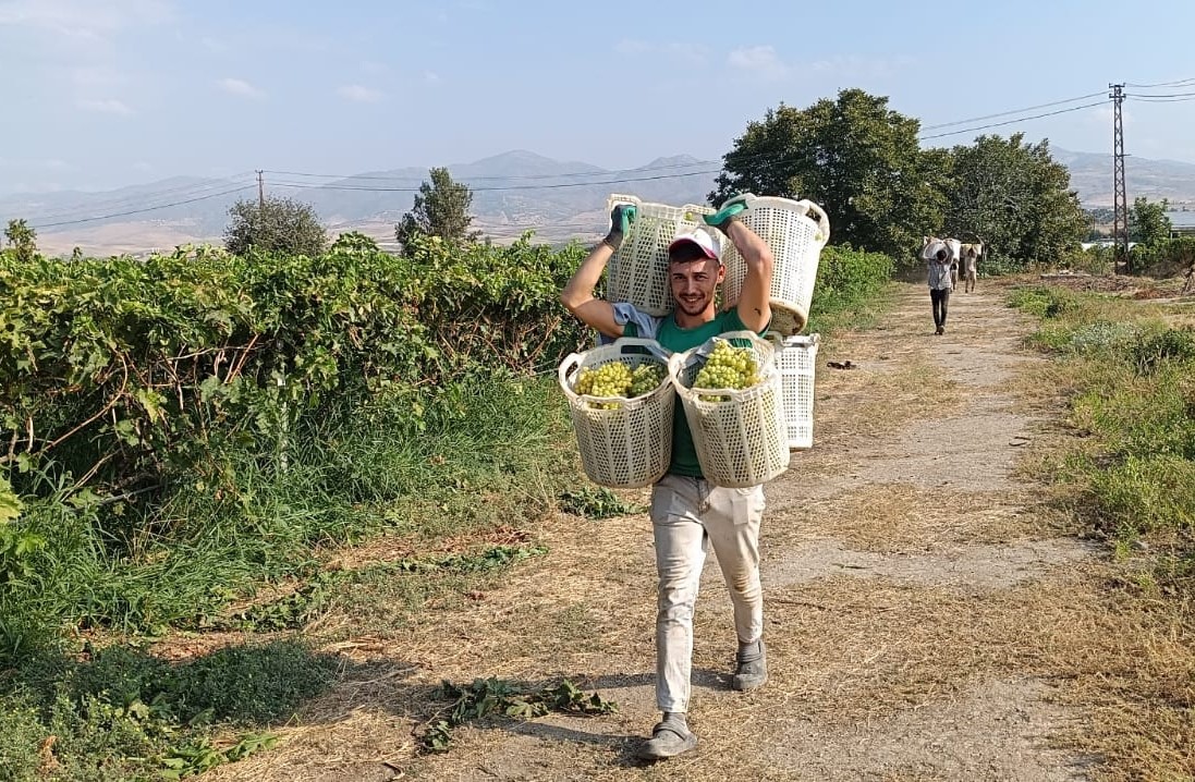 Tarlanın Herkül’ü 120 Kilo Taşıdı (2)