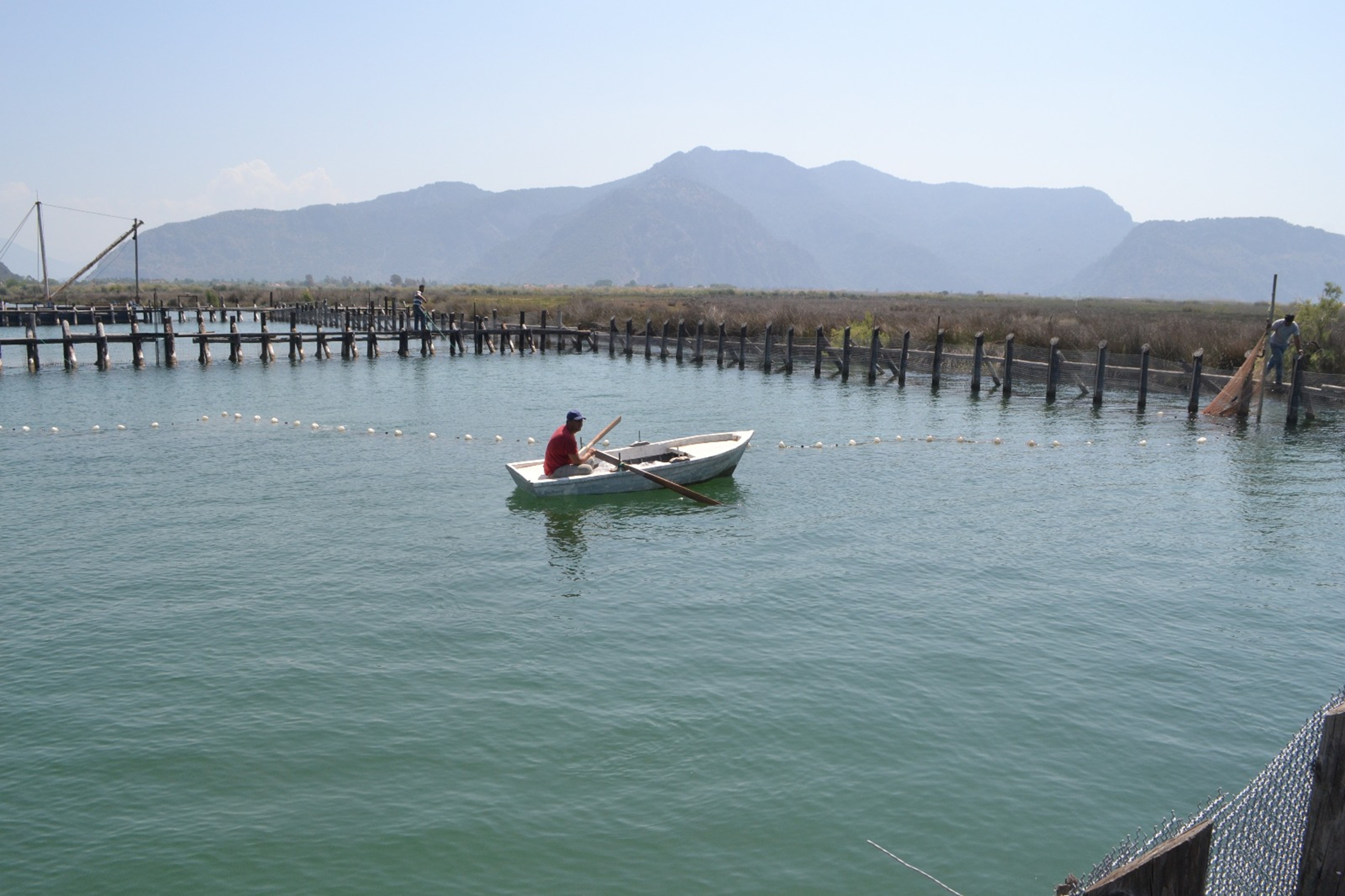 Tonlarca Balık Telef Oldu (2)