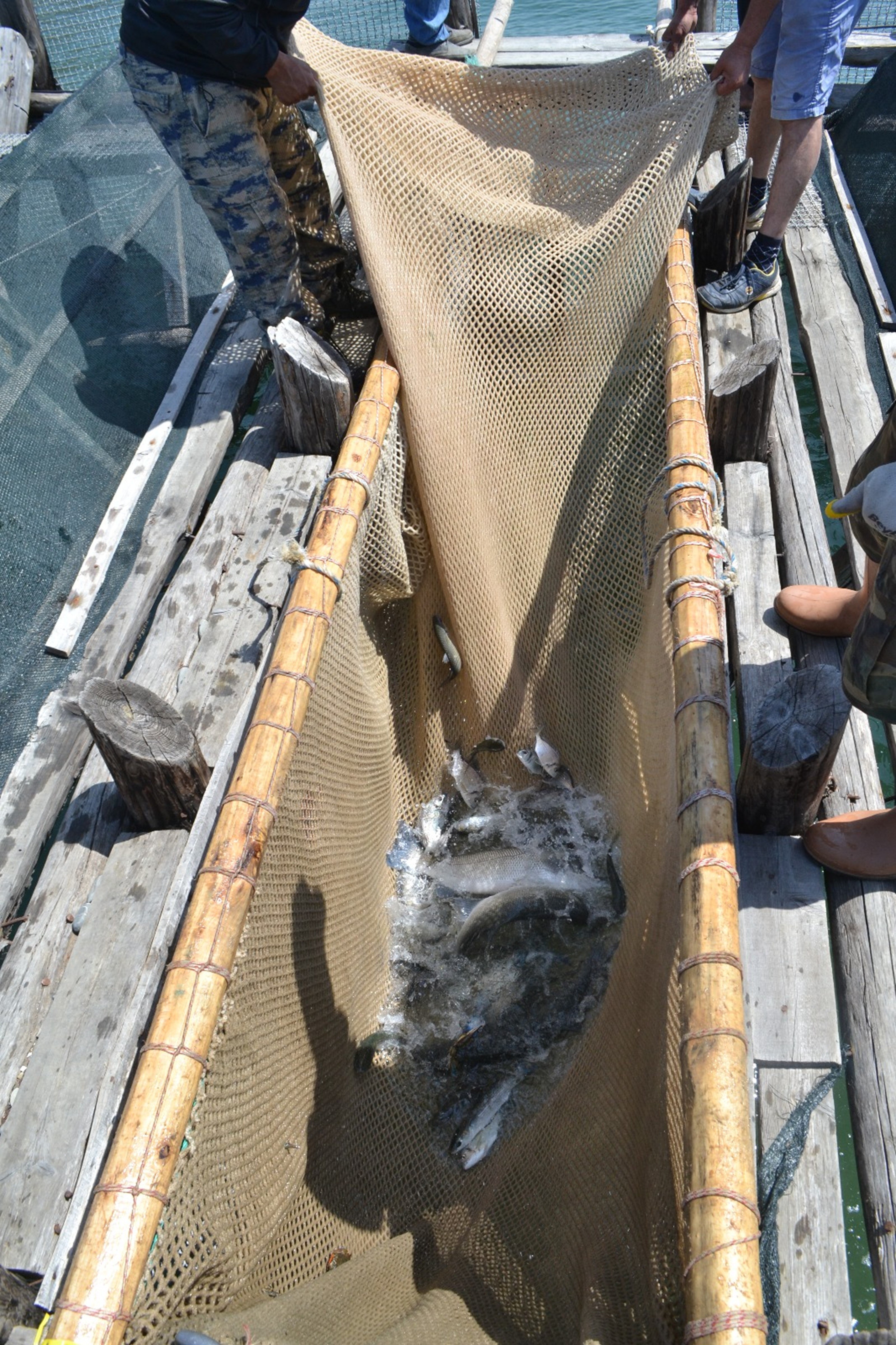 Tonlarca Balık Telef Oldu (3)