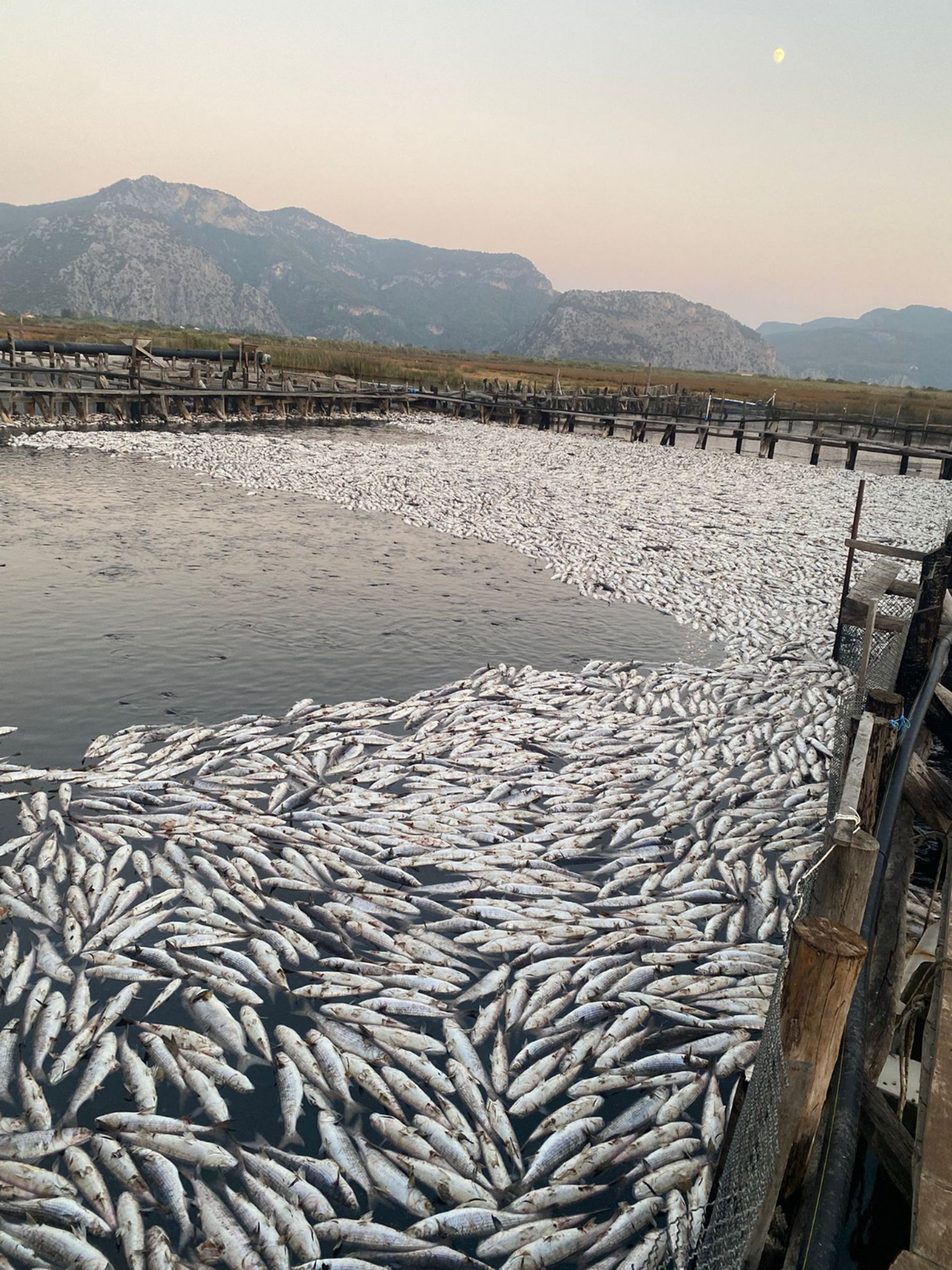 Tonlarca Balık Telef Oldu