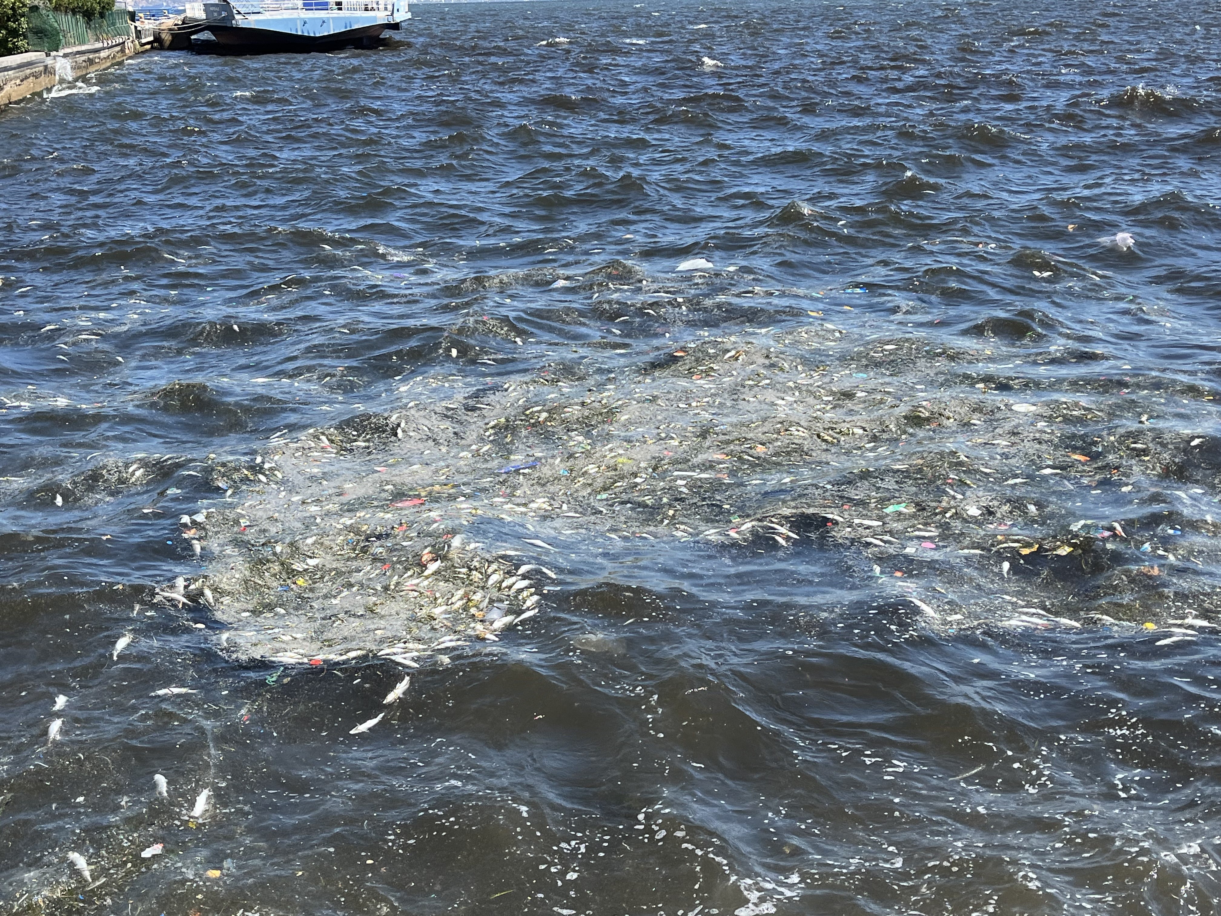 Toplu Balık Ölümleri Başladı (3)