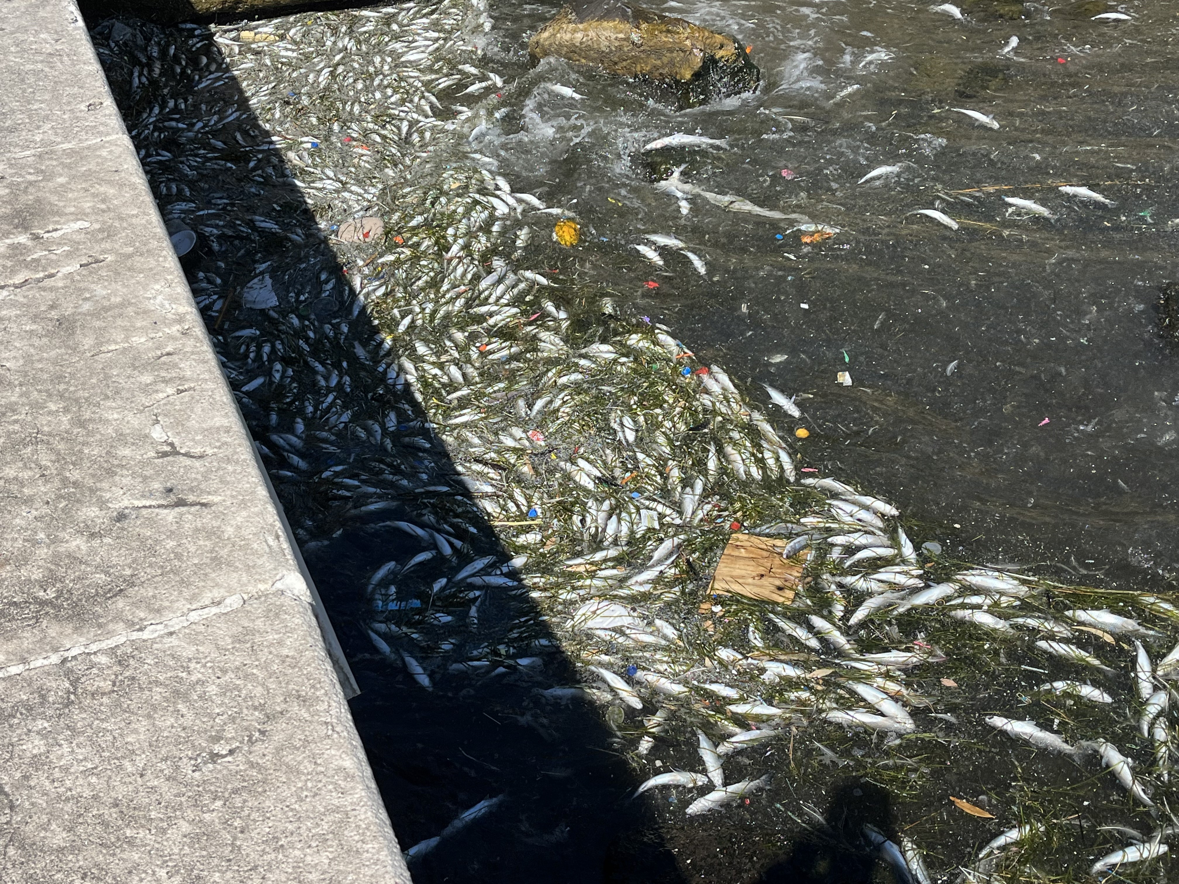 Toplu Balık Ölümleri Başladı (4)