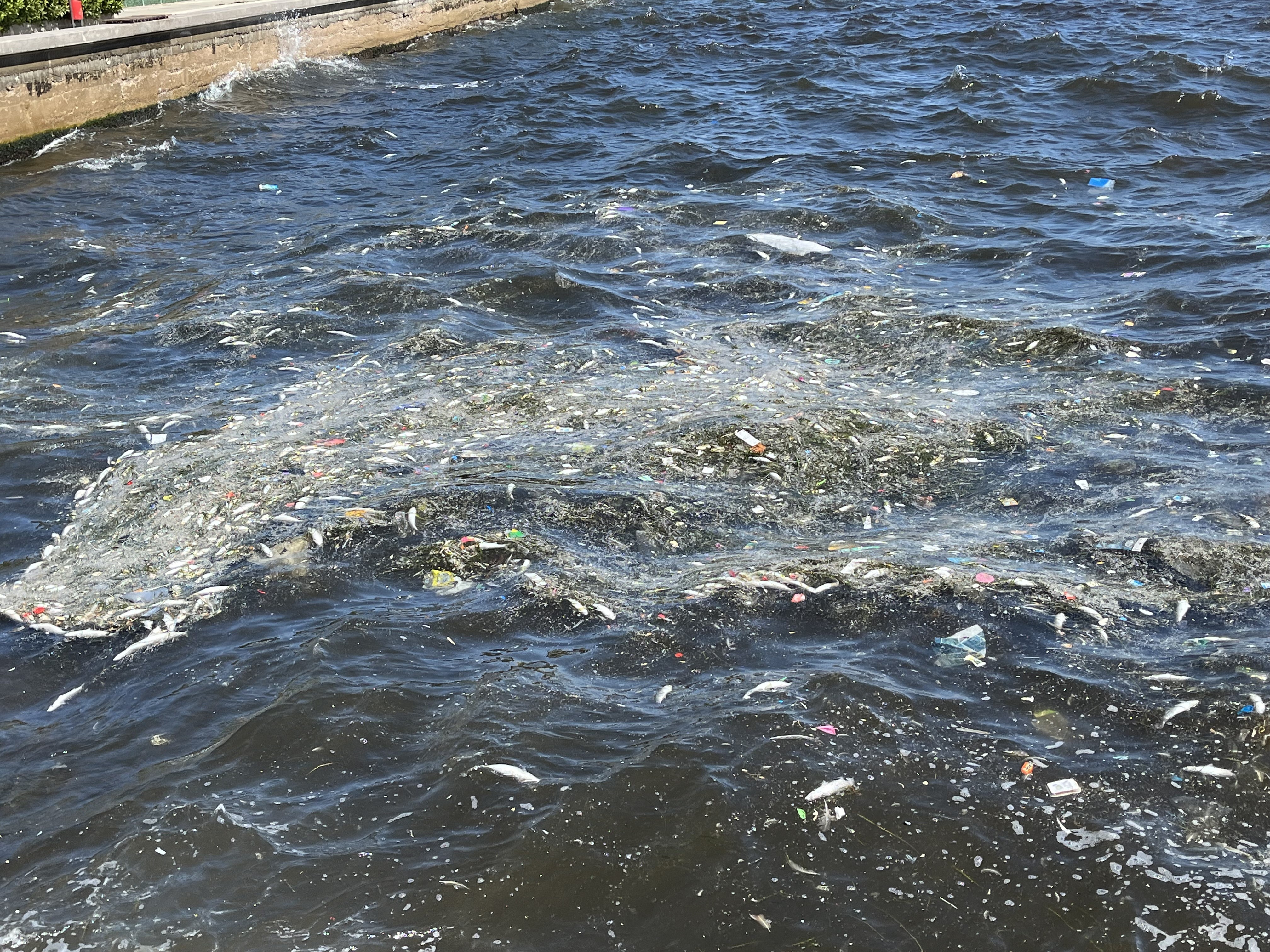 Toplu Balık Ölümleri Başladı (5)