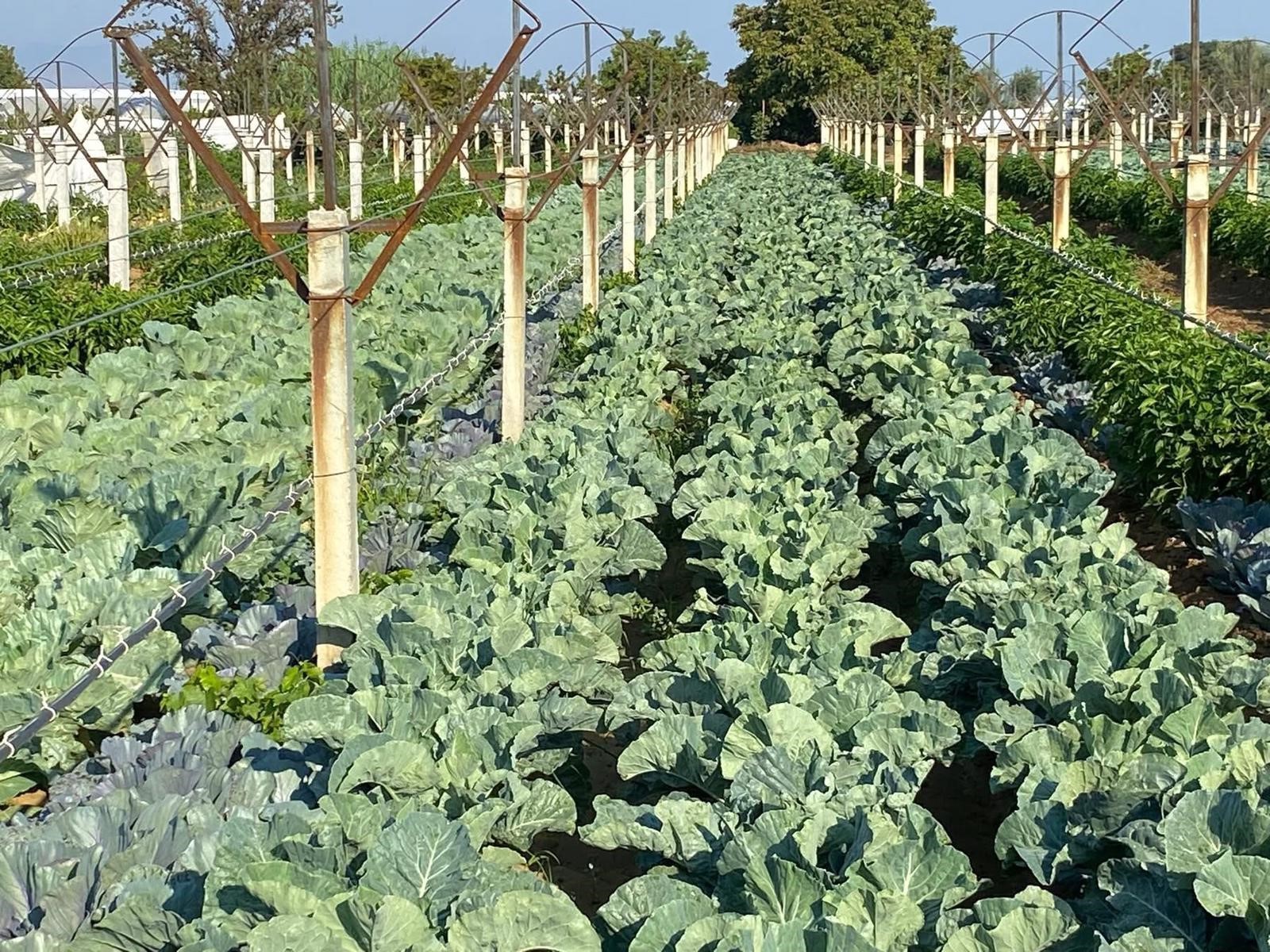 Üzüm Bağında Boş Kalan Yerlere Ekti, Gelirini Ikiye Katladı