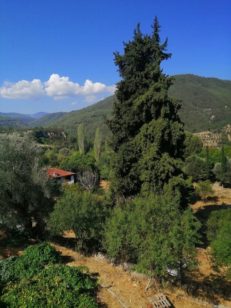 Vatandaşlar Asırlık Ağaca Sahip Çıkıyor (4)