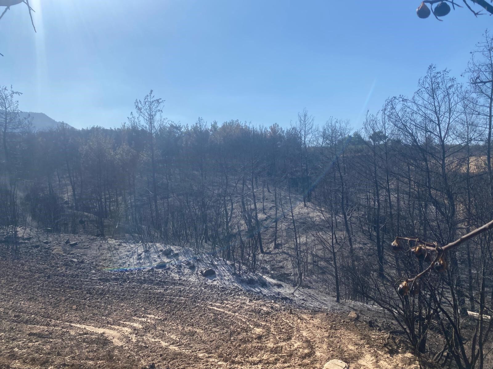 Yangın Bölgesinden Bir Kötü Haber Daha (3)