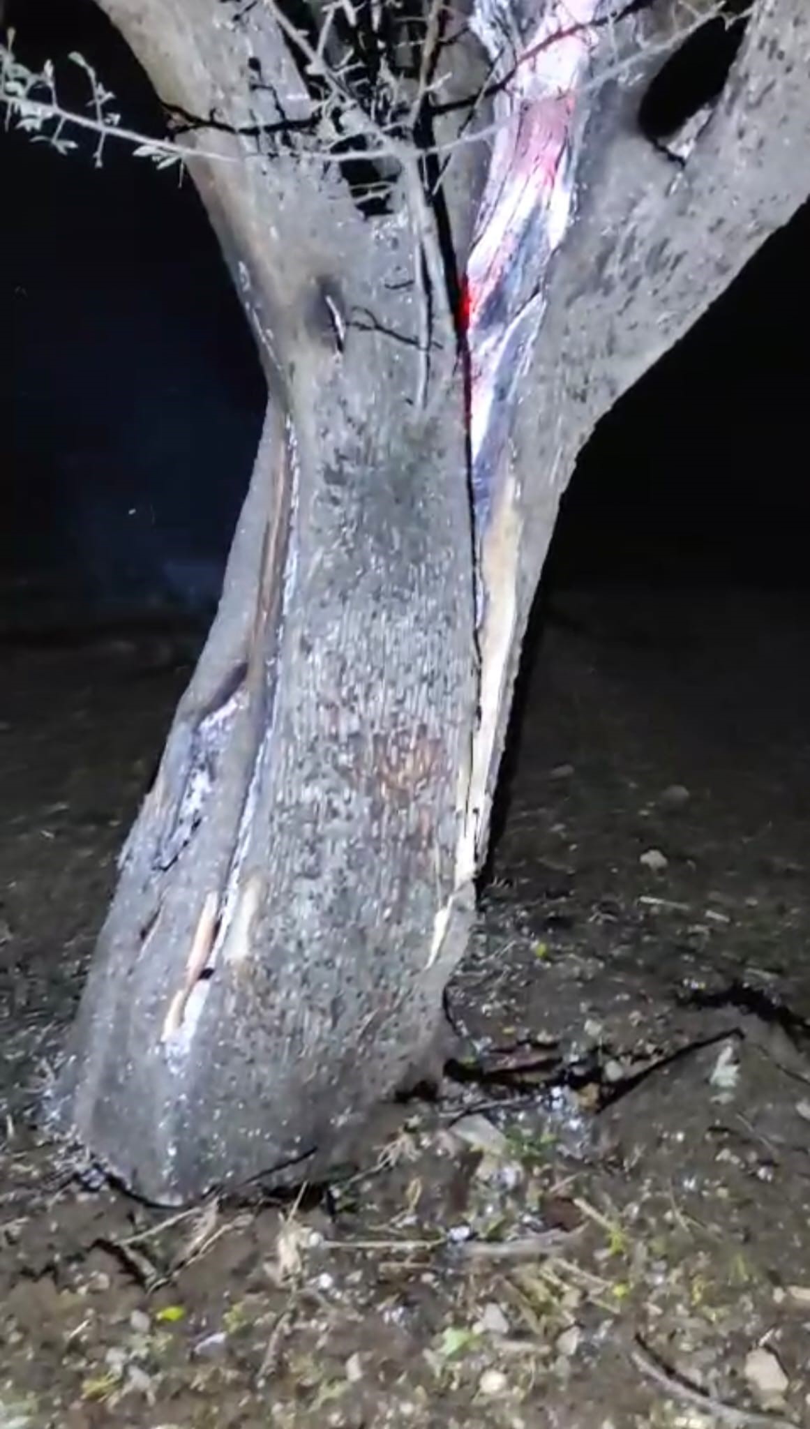 Yıldırım Düşen 50 Yaşındaki Ağaç Ortadan Ikiye Bölündü