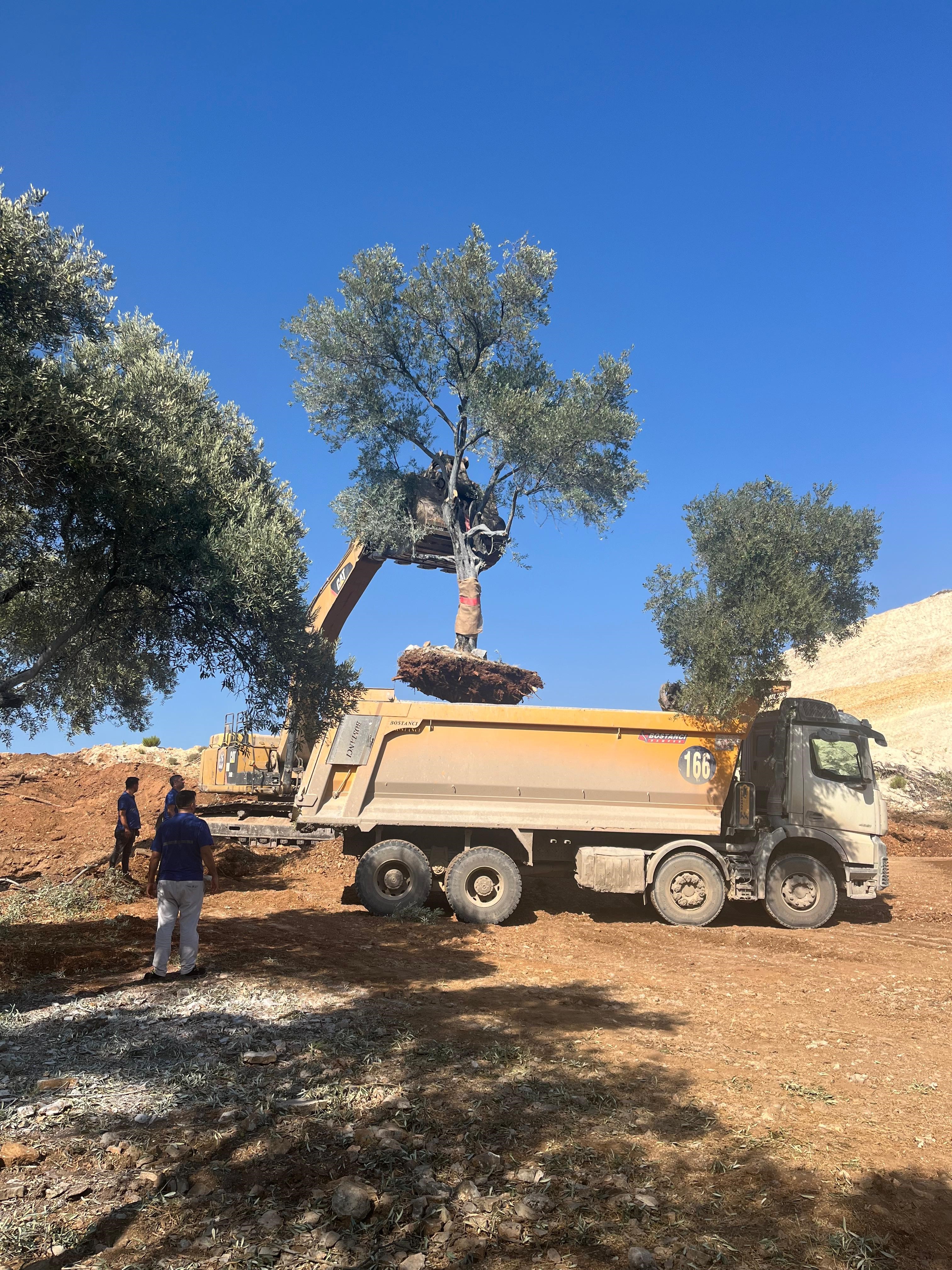 Zeytin Ağaçları Yeni Yerlerine Taşındı (2)