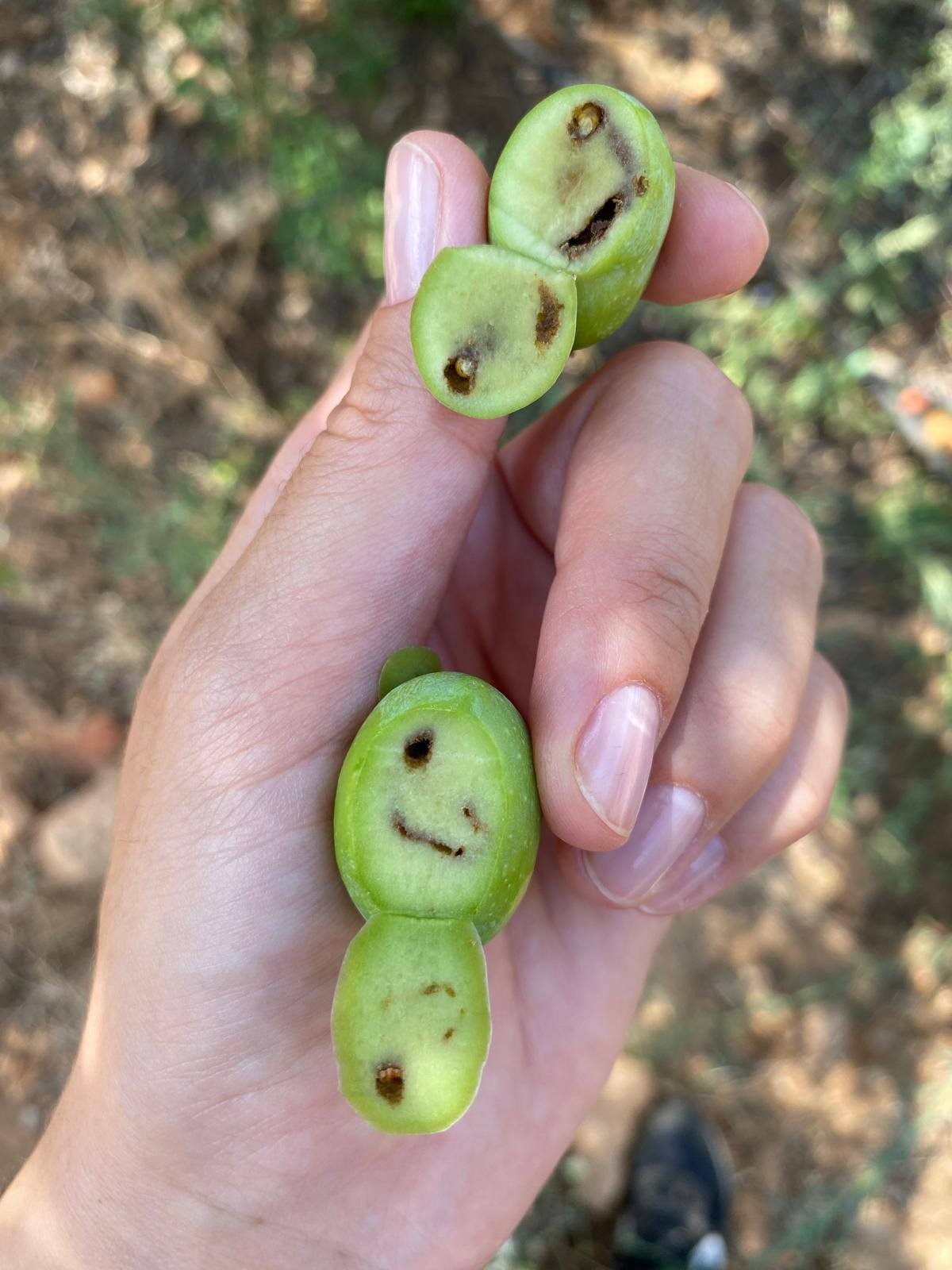 Zeytini Sinek Bastı (2)-1