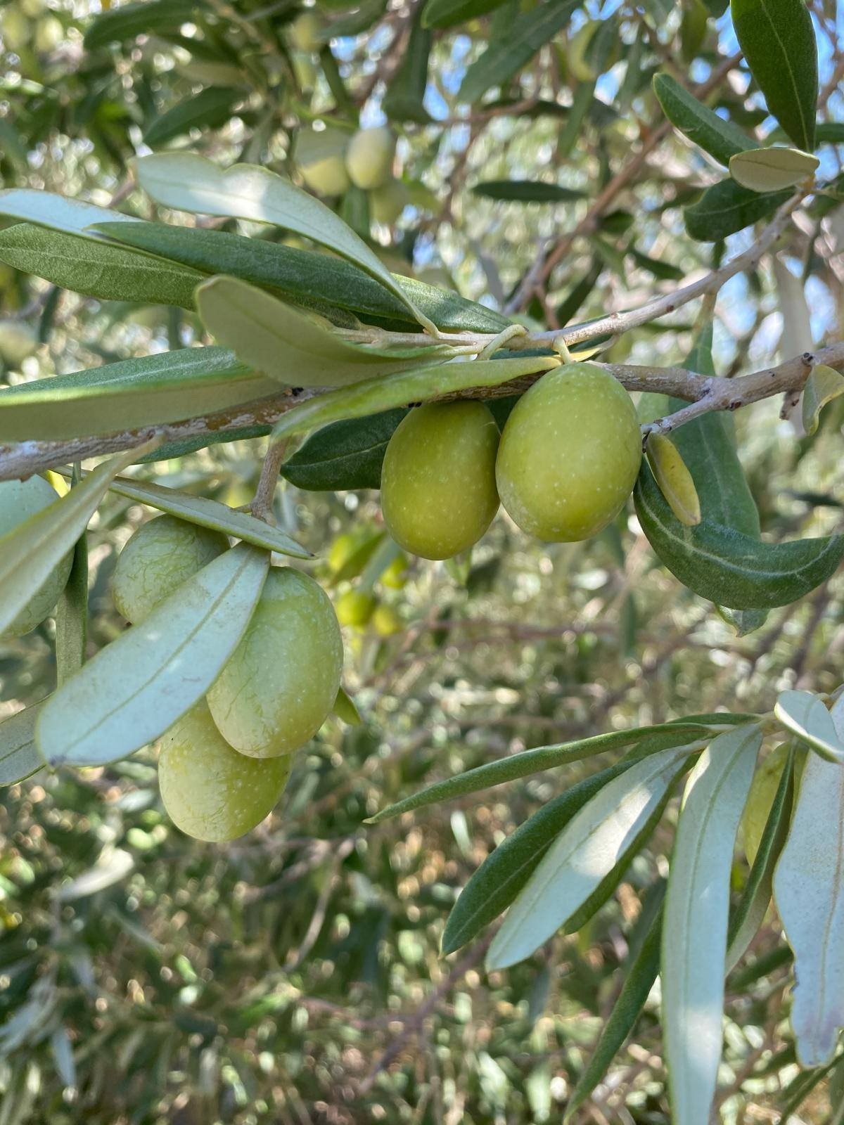 Zeytini Sinek Bastı (3)-1