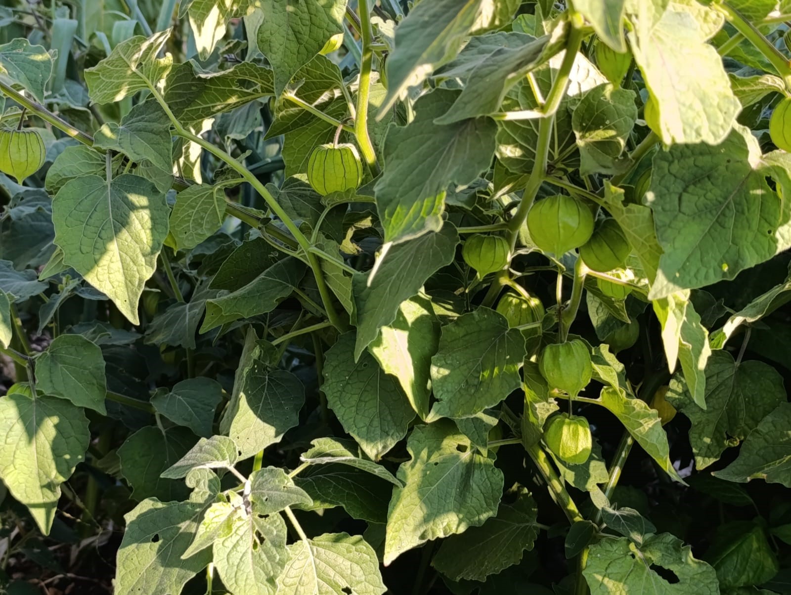 Altın Çilek Bereketi Pazar Tezgahına Yansıdı (2)