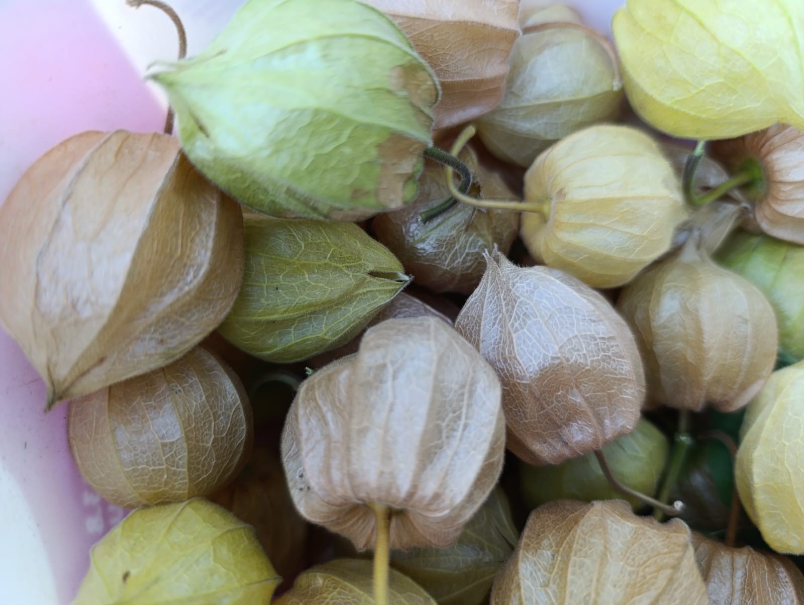 Altın Çilek Bereketi Pazar Tezgahına Yansıdı (3)