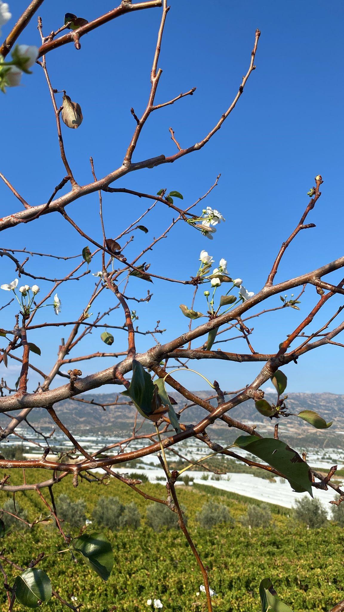 Armut Ağacı Ikinci Kez Çiçek Açtı (4)