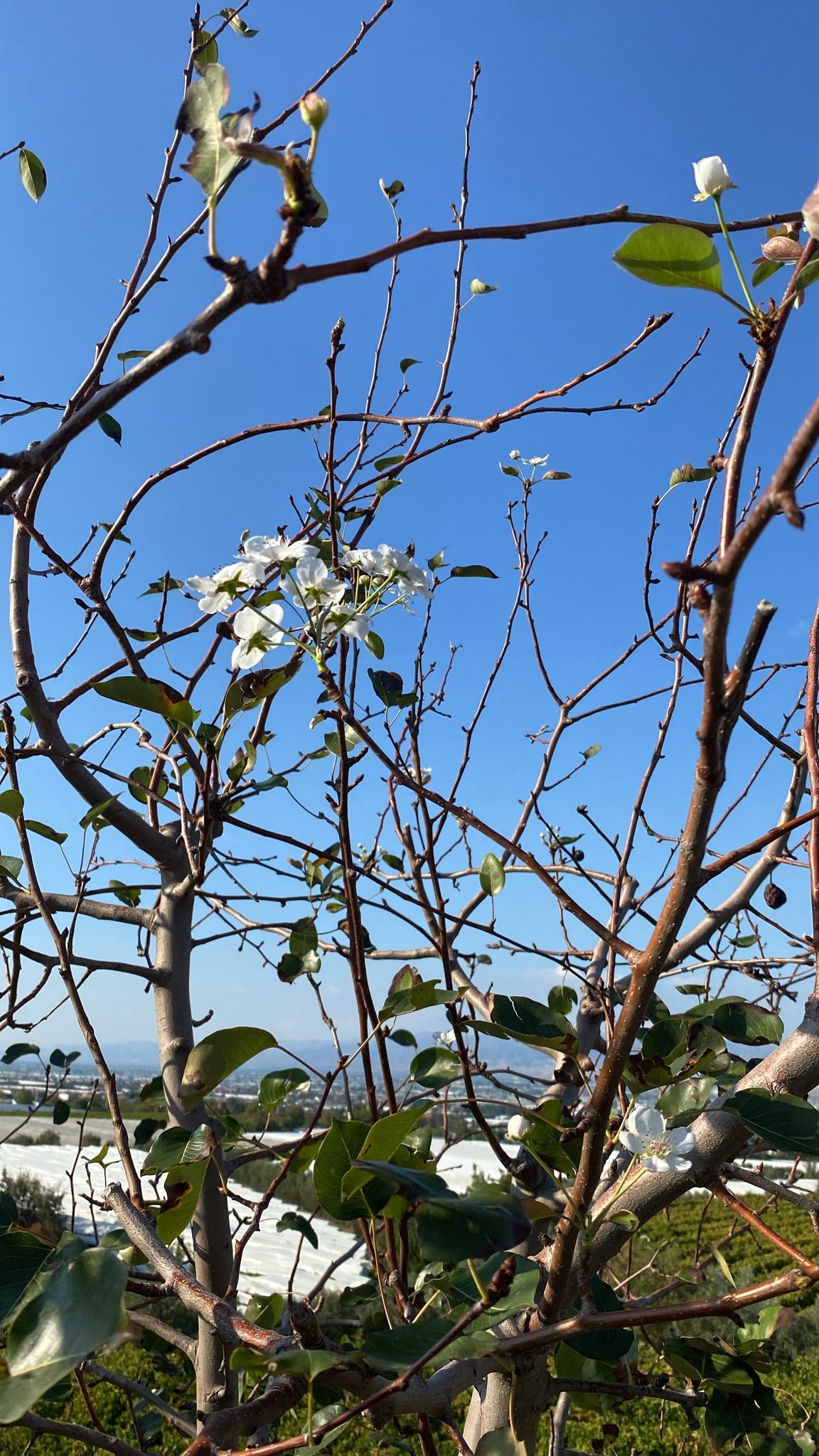 Armut Ağacı Ikinci Kez Çiçek Açtı (5)