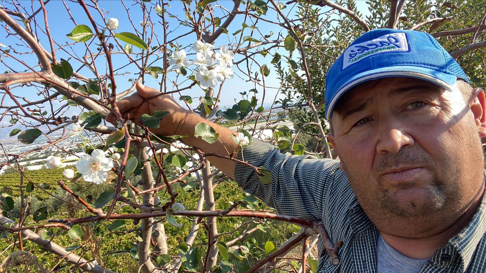 Armut Ağacı Ikinci Kez Çiçek Açtı (6)