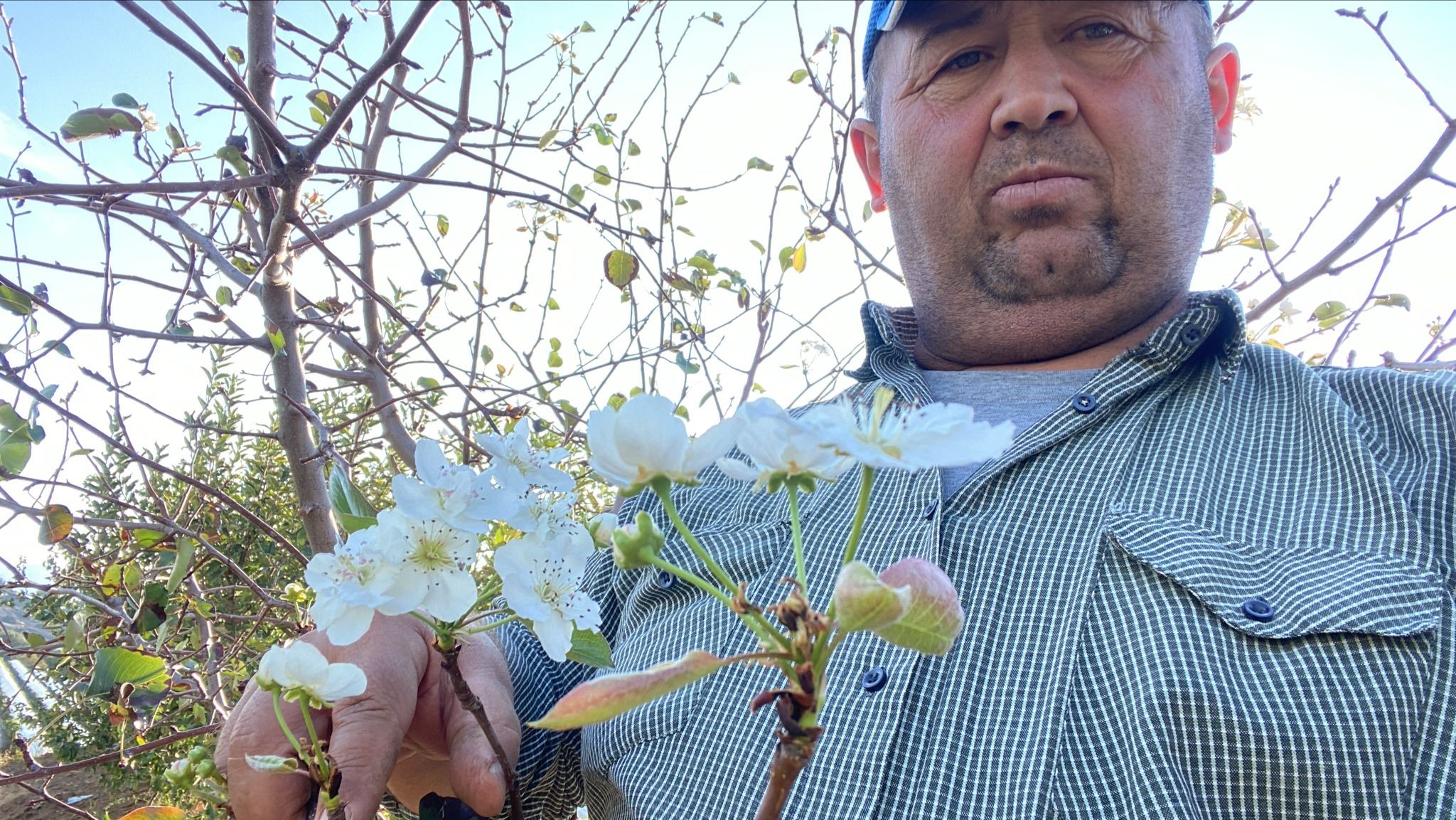 Armut Ağacı Ikinci Kez Çiçek Açtı (7)