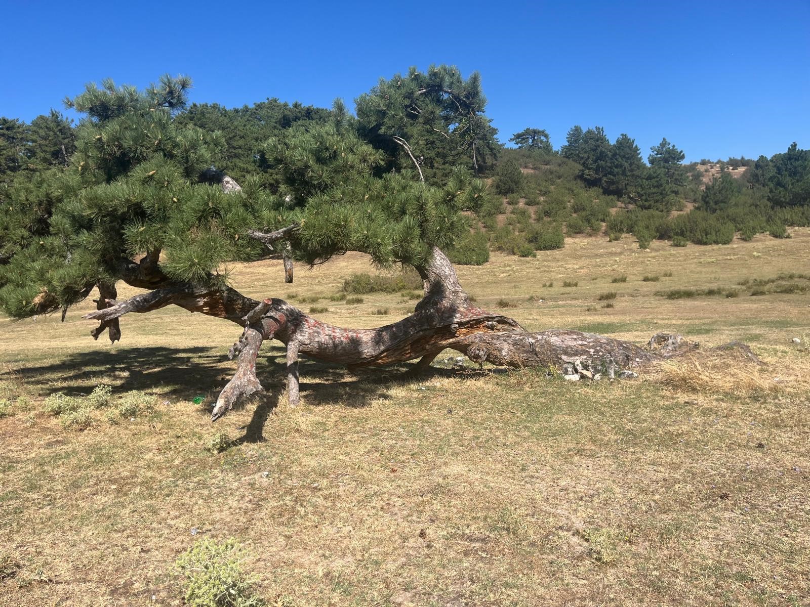 Asırlık Çamın Yaşam Mücadelesi (2)