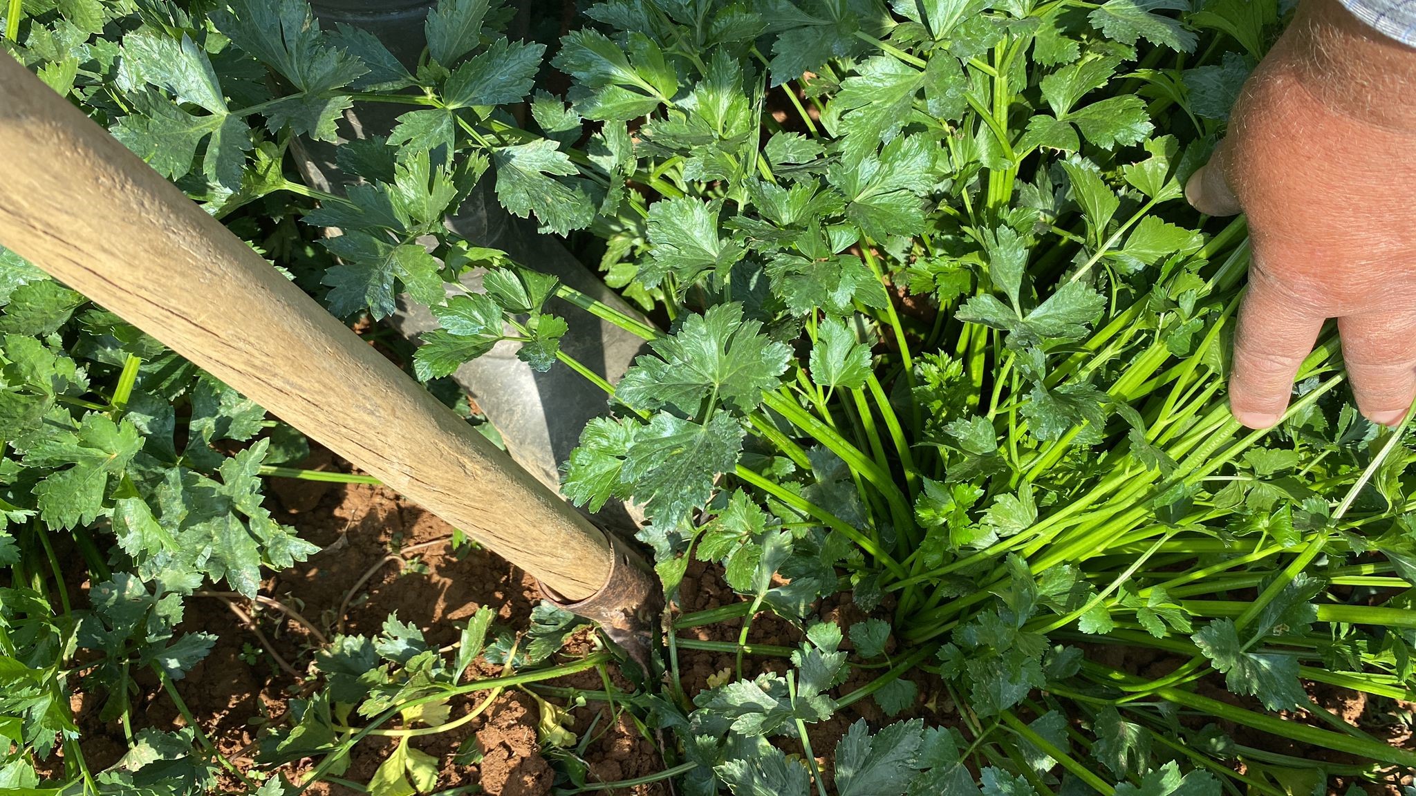 Ata Tohumlu Sebzelerle Pazar Tezgahları Renklendi (8)