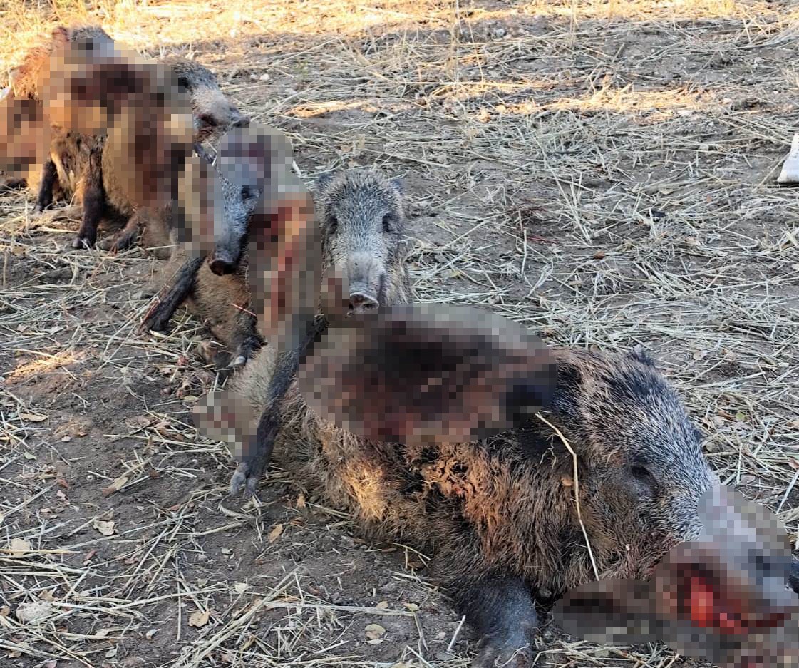 Avcılar 6 Saatte 7 Yaban Domuzu Vurdu (2)