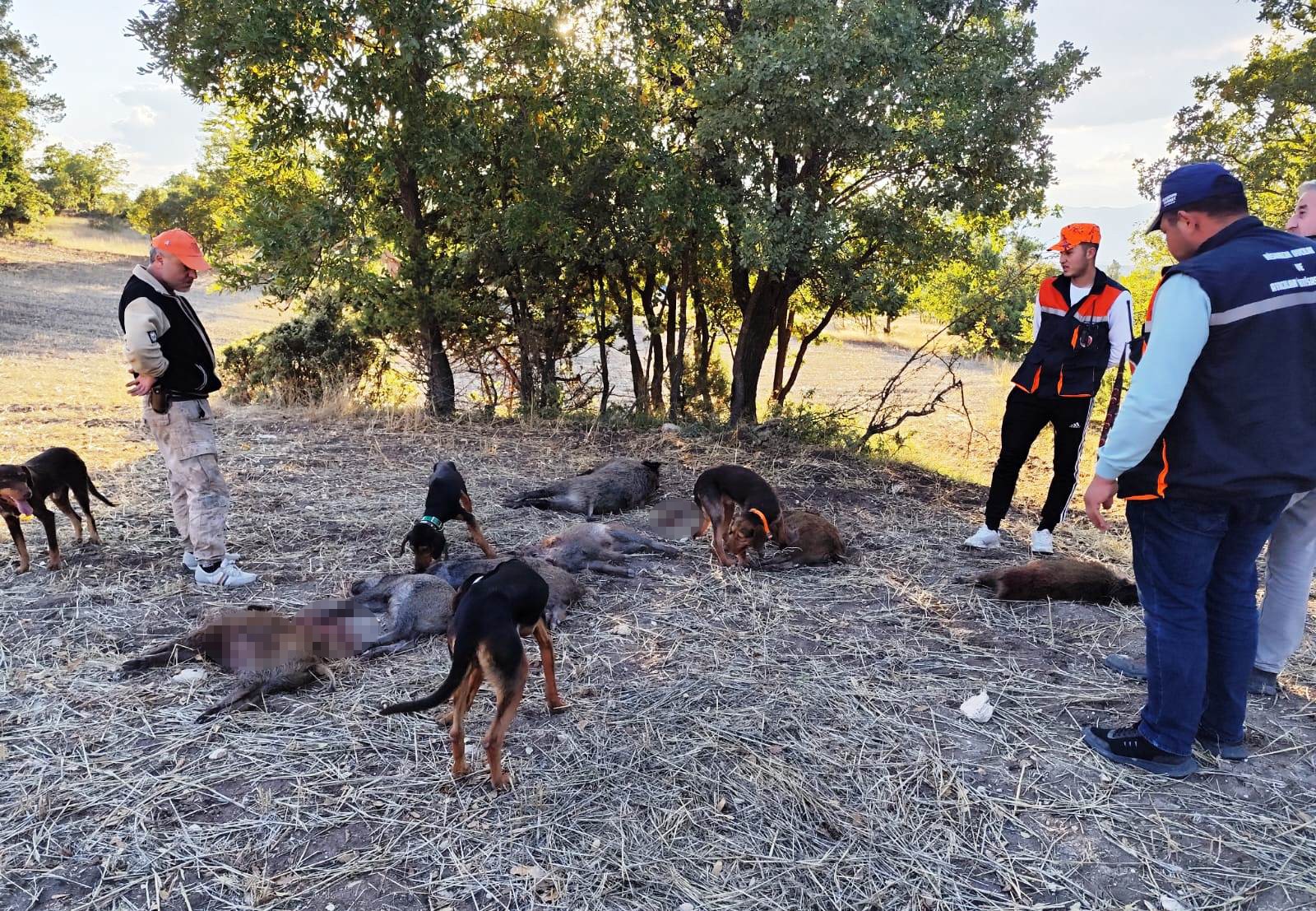 Avcılar 6 Saatte 7 Yaban Domuzu Vurdu (3)