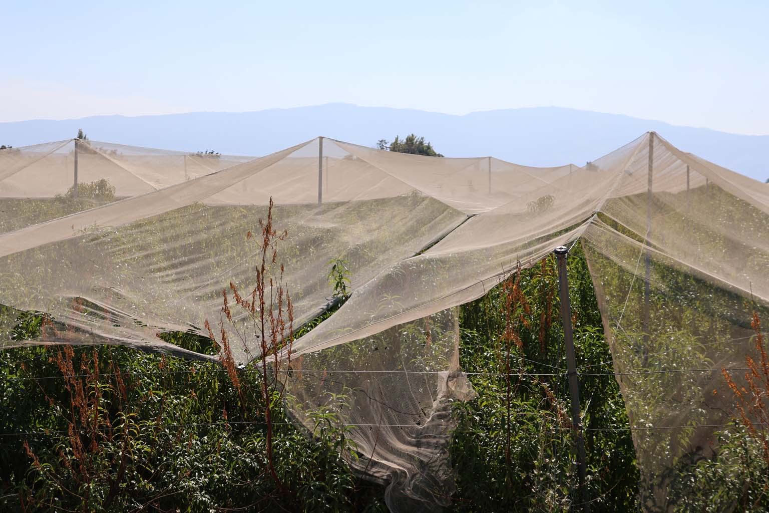 Aydın’da Çiftçilerin Güvencesi Bu Oldu (2)