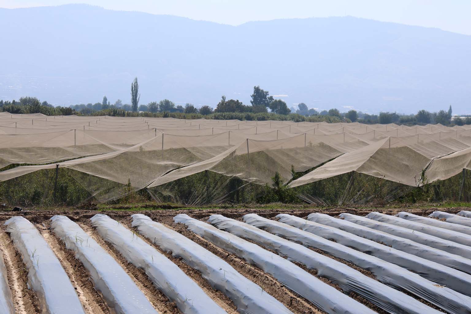 Aydın’da Çiftçilerin Güvencesi Bu Oldu (6)