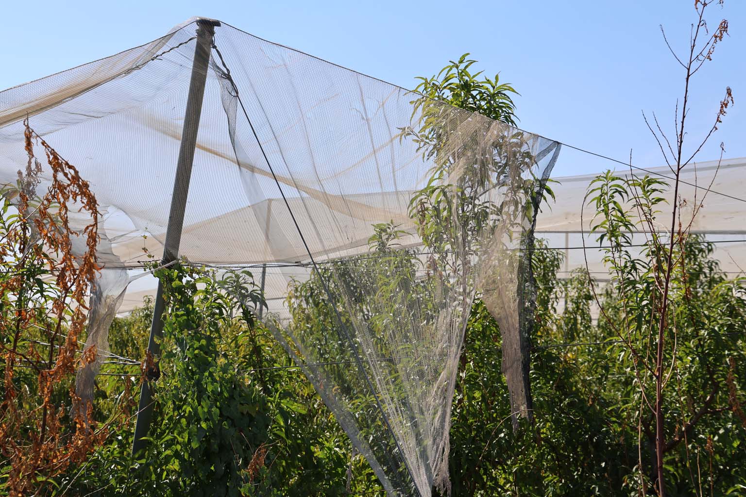 Aydın’da Çiftçilerin Güvencesi Bu Oldu (7)