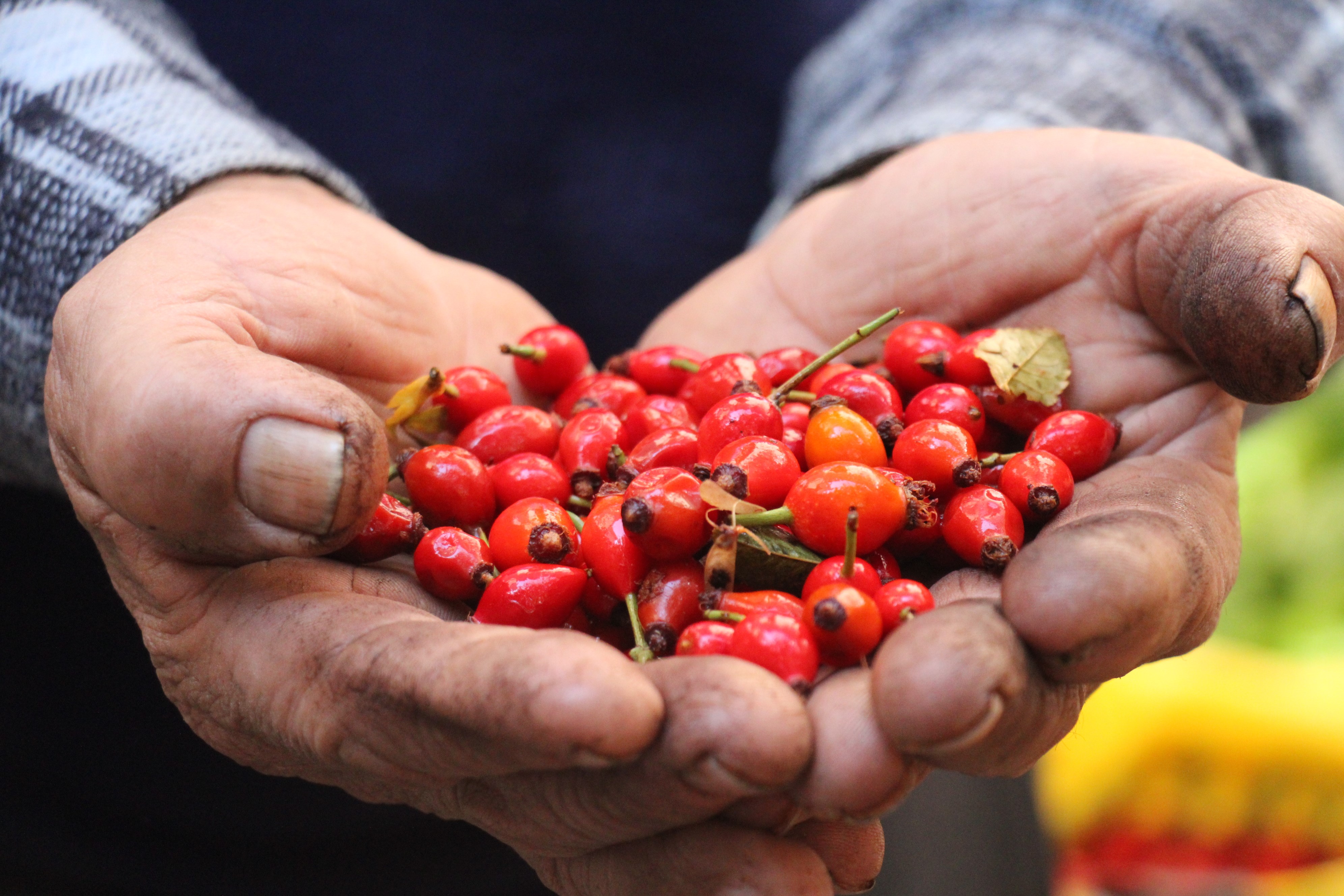 Aydın’da Dikenlerin Arasından Zahmetle Toplanıyor, Şifa Kaynağı Tezgahta (2)