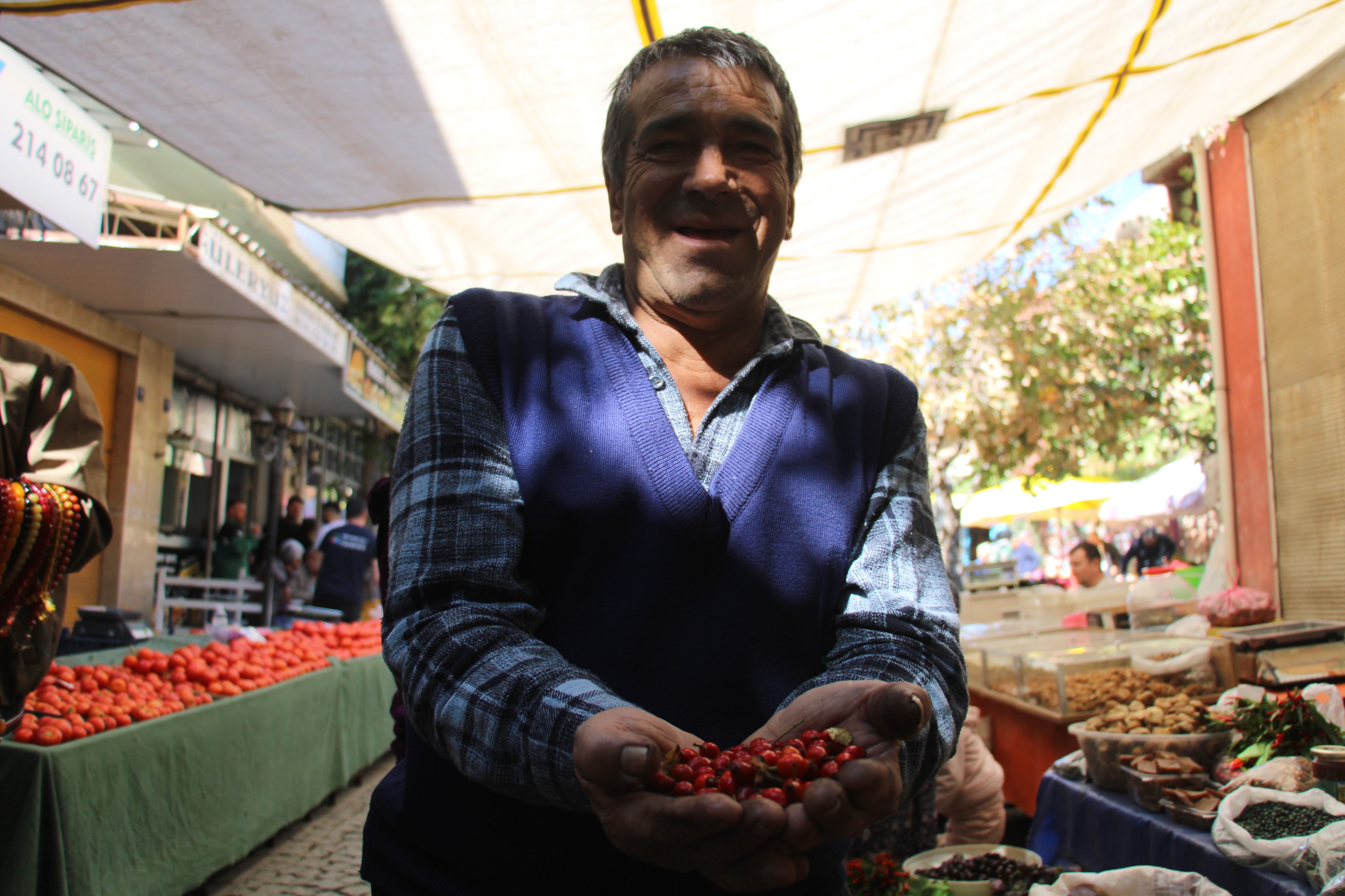 Aydın’da Dikenlerin Arasından Zahmetle Toplanıyor, Şifa Kaynağı Tezgahta (4)
