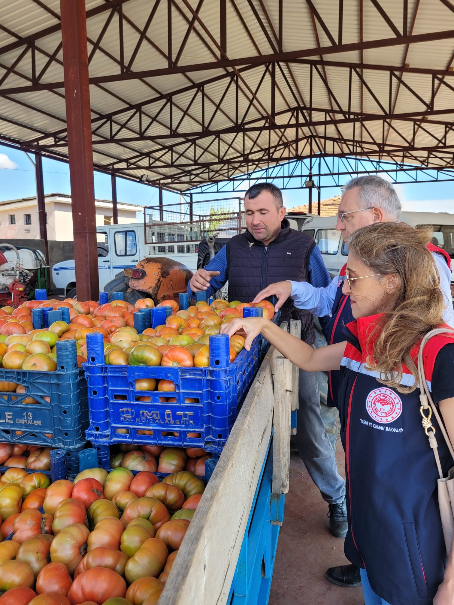 Aydın’da Domateste Pestisit Alarmı (2)