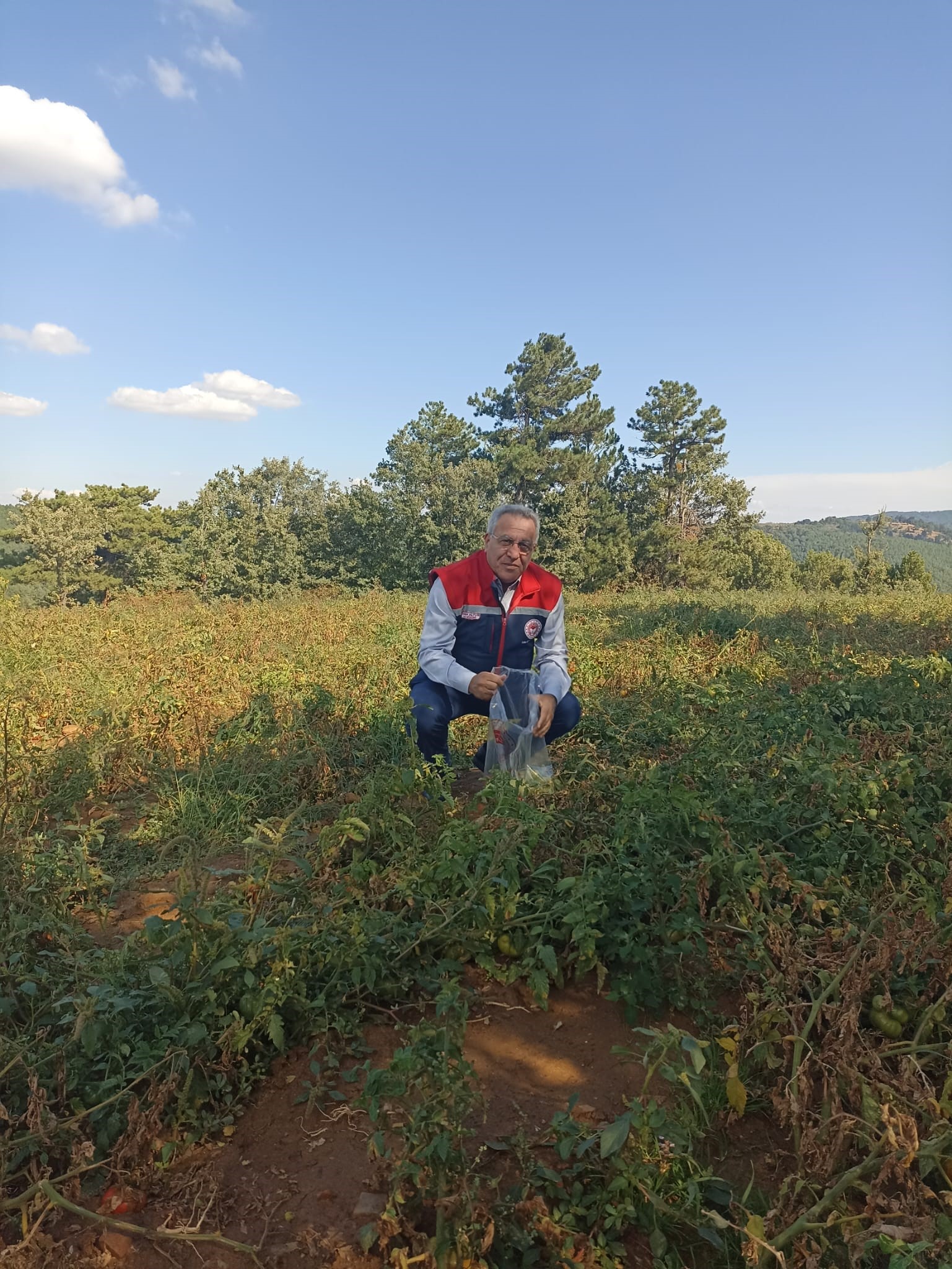 Aydın’da Domateste Pestisit Alarmı (3)