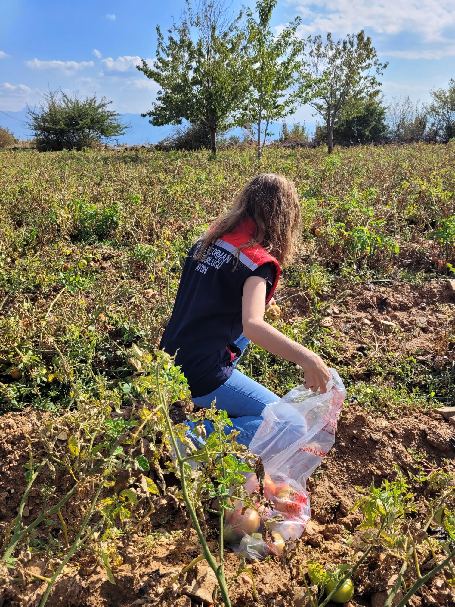 Aydın’da Domateste Pestisit Alarmı