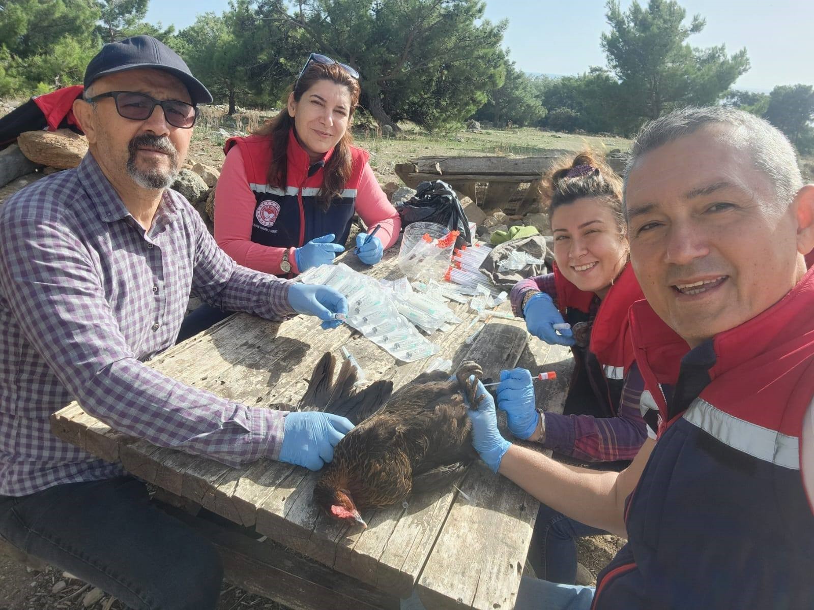 Aydın’da Ekipler Tavuklardan Numune Aldı (2)