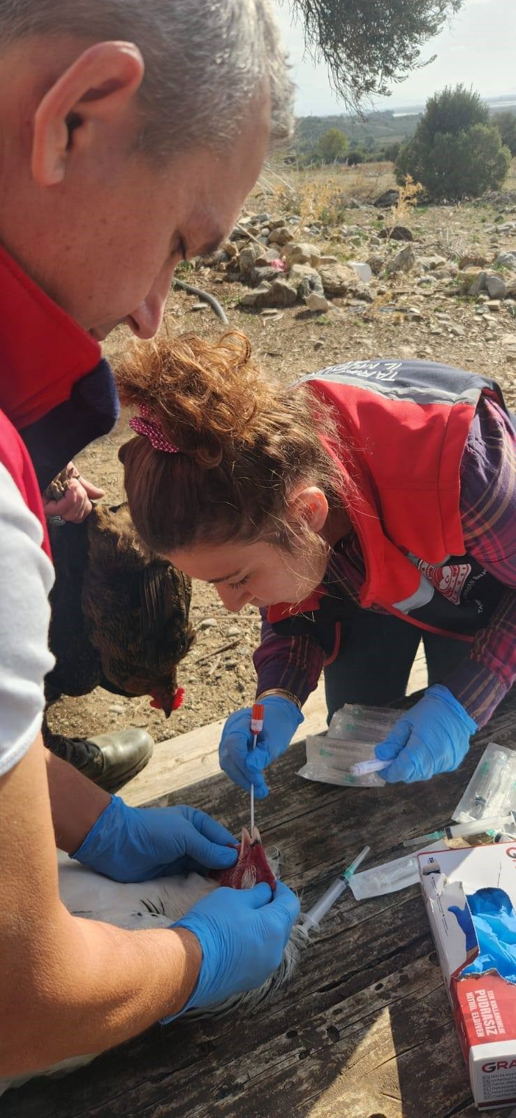 Aydın’da Ekipler Tavuklardan Numune Aldı (4)