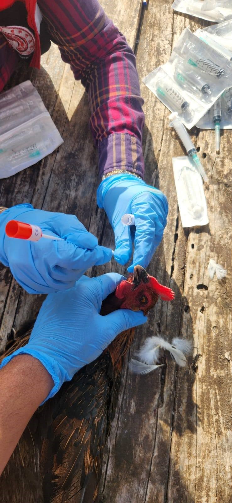 Aydın’da Ekipler Tavuklardan Numune Aldı (5)