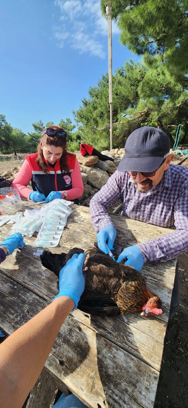 Aydın’da Ekipler Tavuklardan Numune Aldı (6)