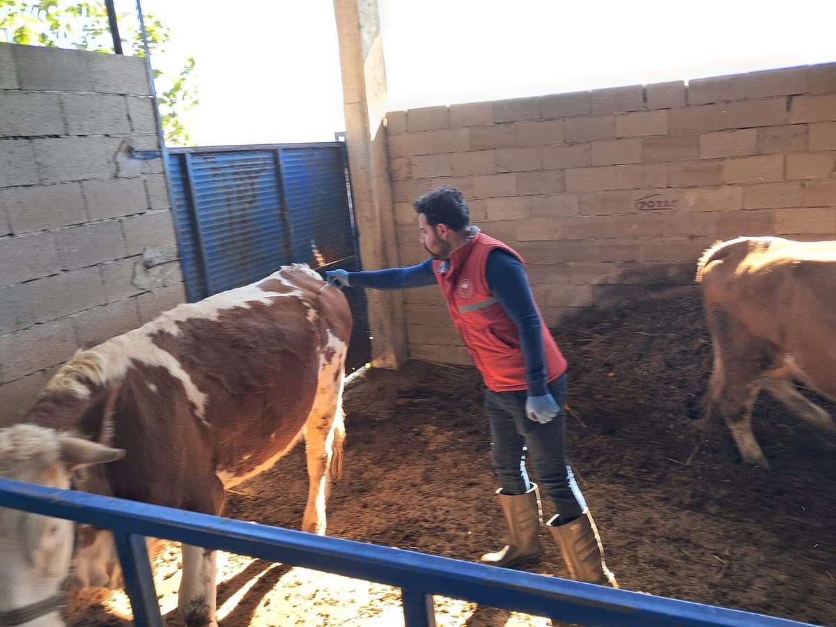 Aydın’da Hayvanlar Aşılanıyor (2)-2