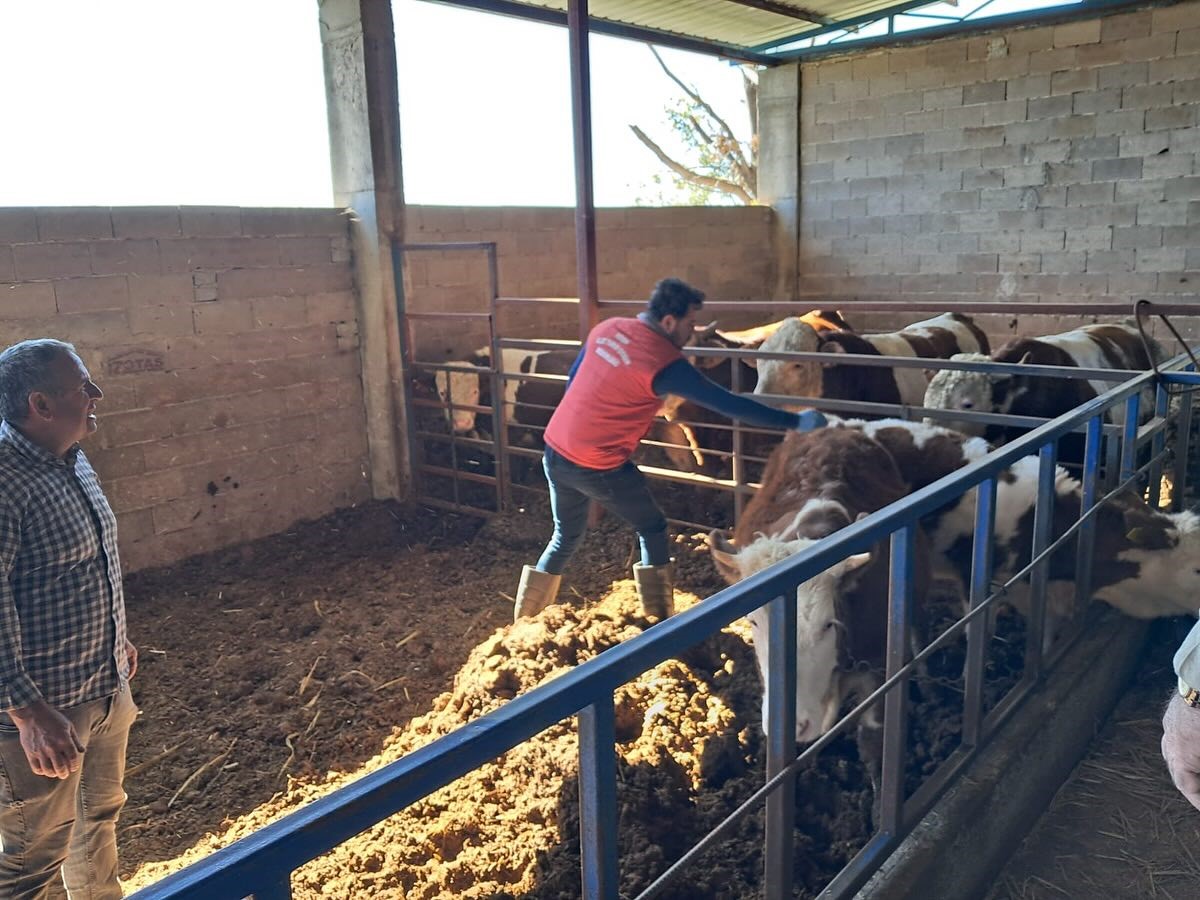 Aydın’da Hayvanlar Aşılanıyor (3)-2